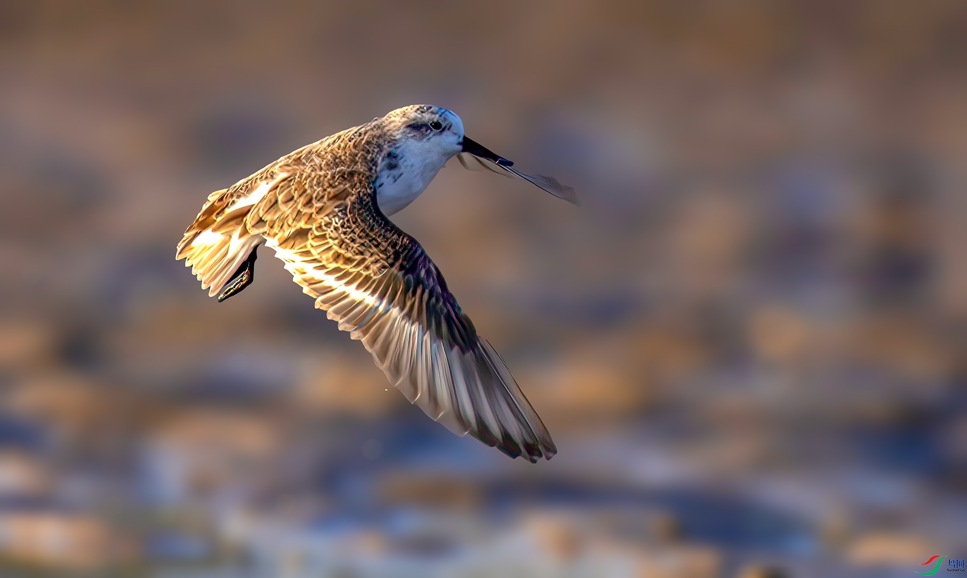 407A1288----3333  .jpg