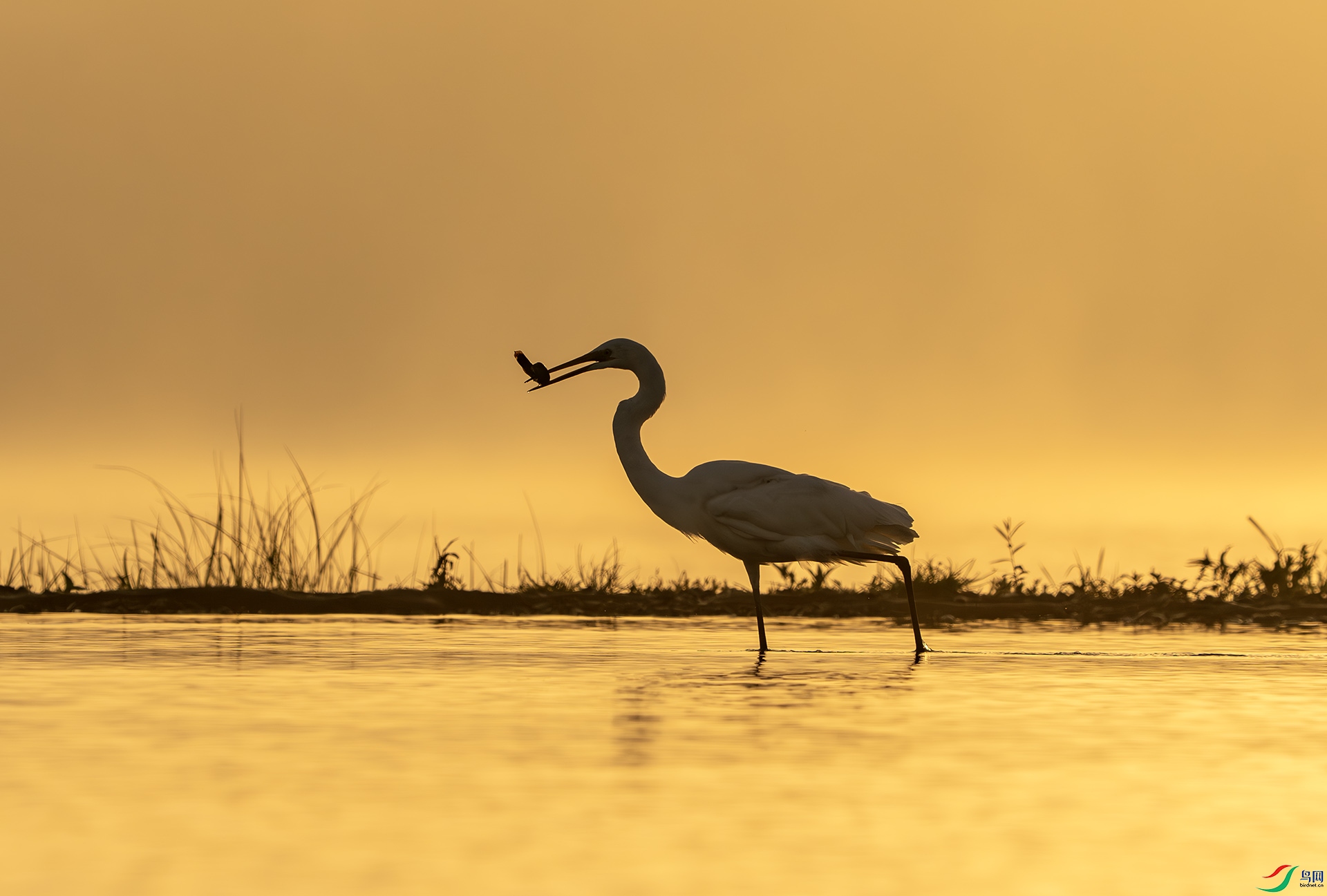 DSC09093-����ǿ-NR ����.jpg