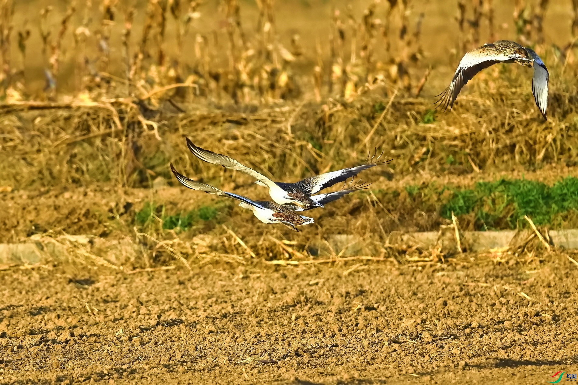 IMG_4566-1.JPG