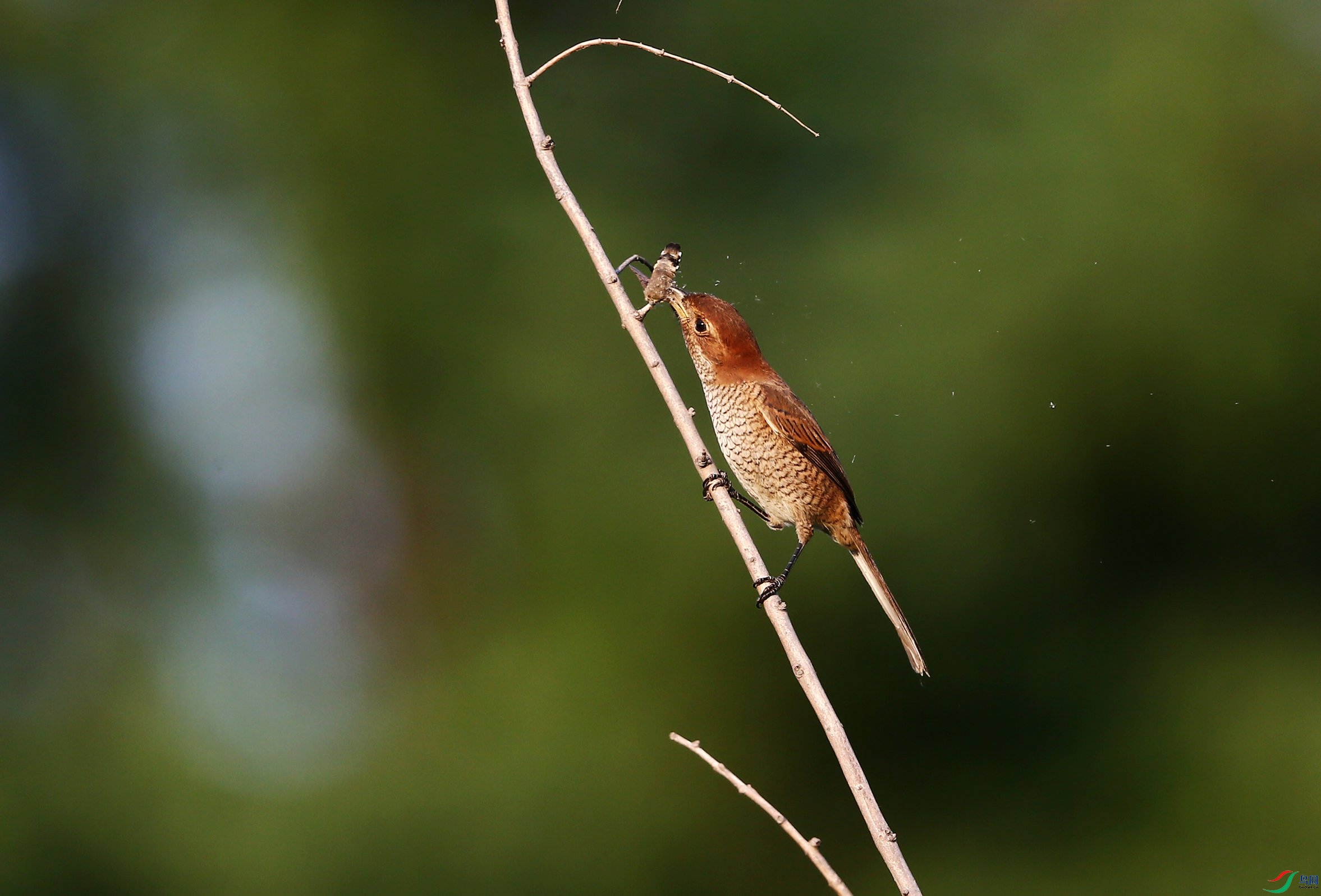 ţͷ���� (51).JPG