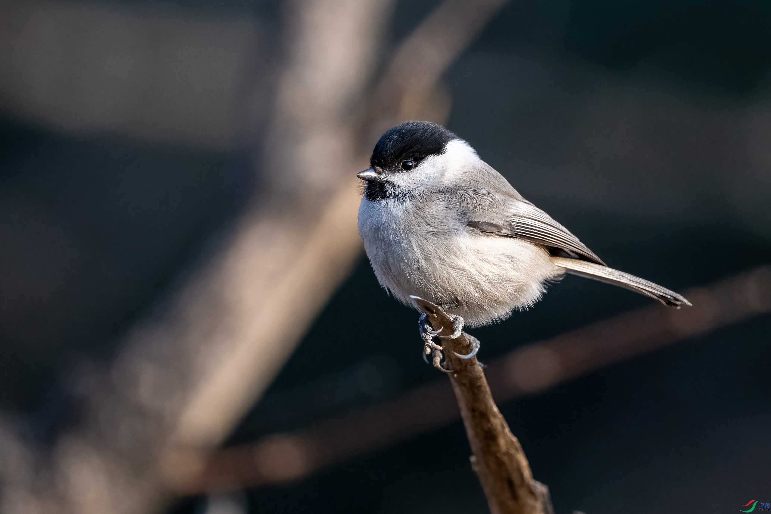 _DSC4933-.jpg