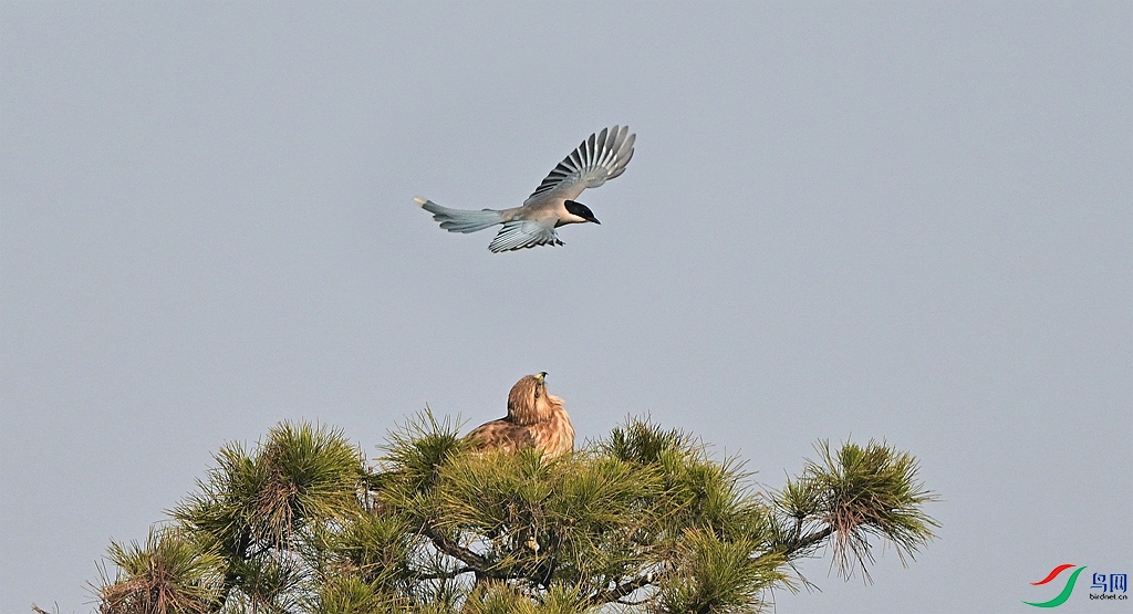 DSC_2373 - ����.JPG