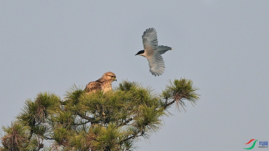 DSC_2466 - ����.JPG