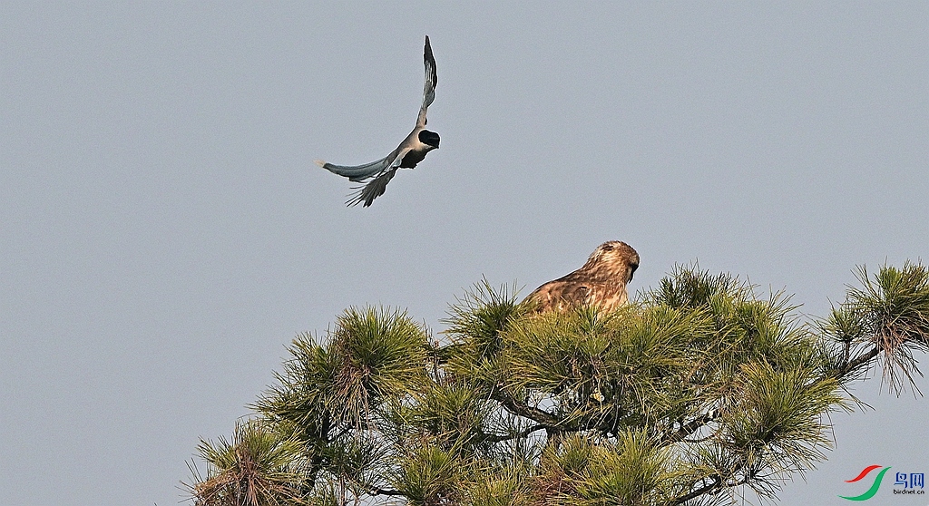 DSC_2542 - ����.JPG