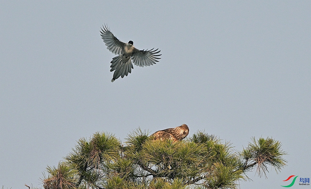 DSC_2568 - ����.JPG