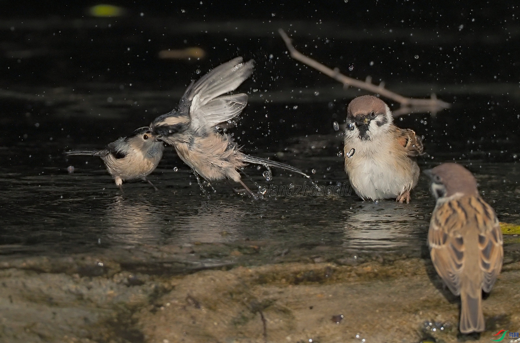 2 ��Ŷ��û�������ҵøϽ����ܣ�