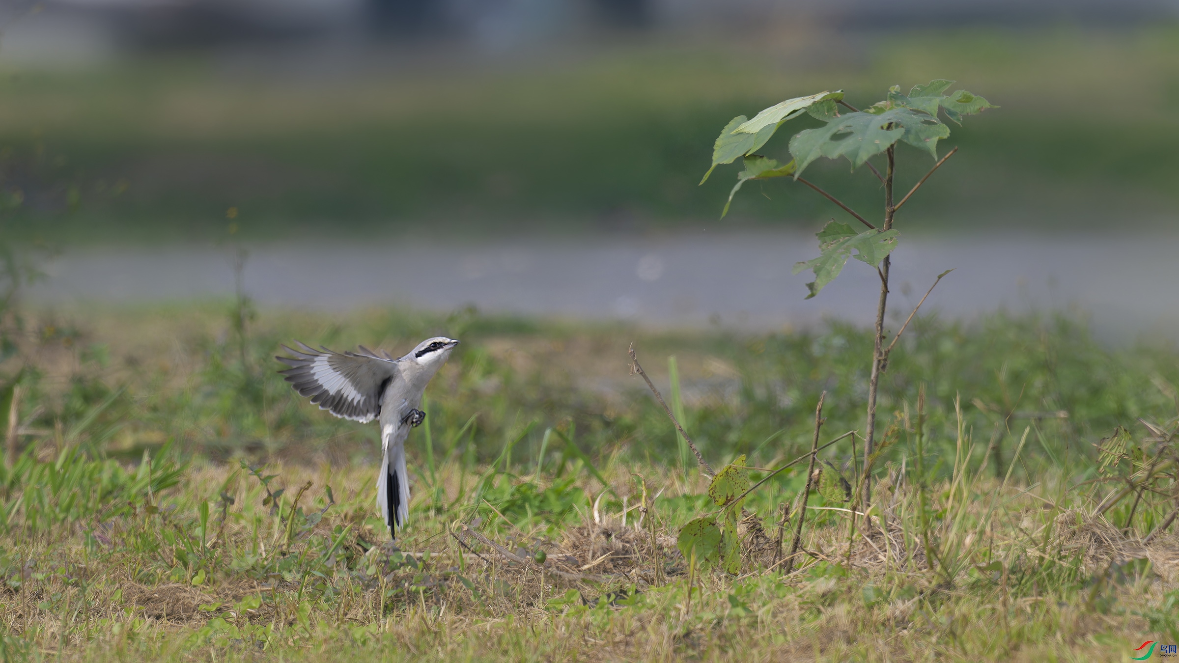 DSC_2724_DxO.jpg