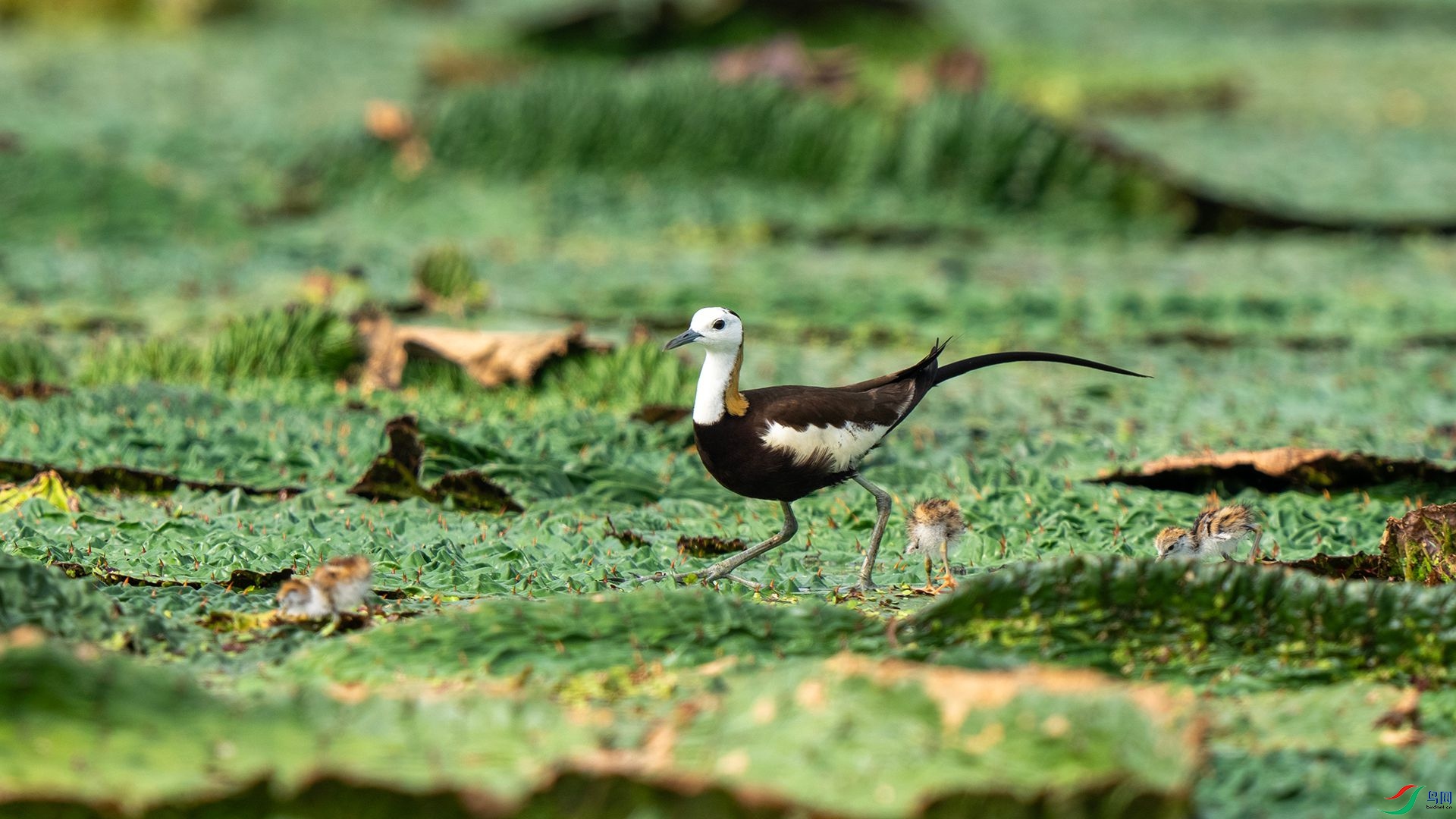 DSC08027 ����.jpg