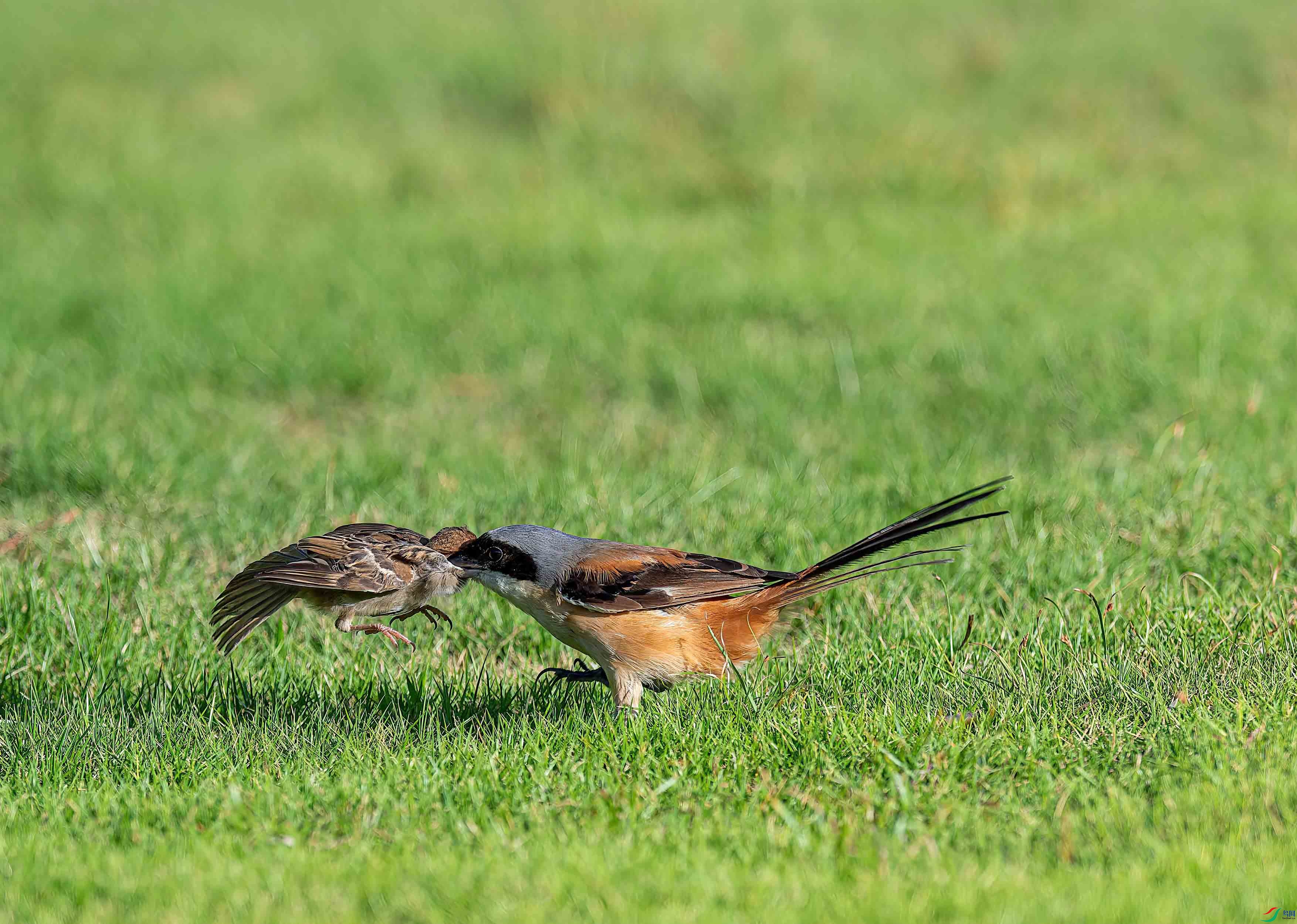 DSC_4809-.jpg