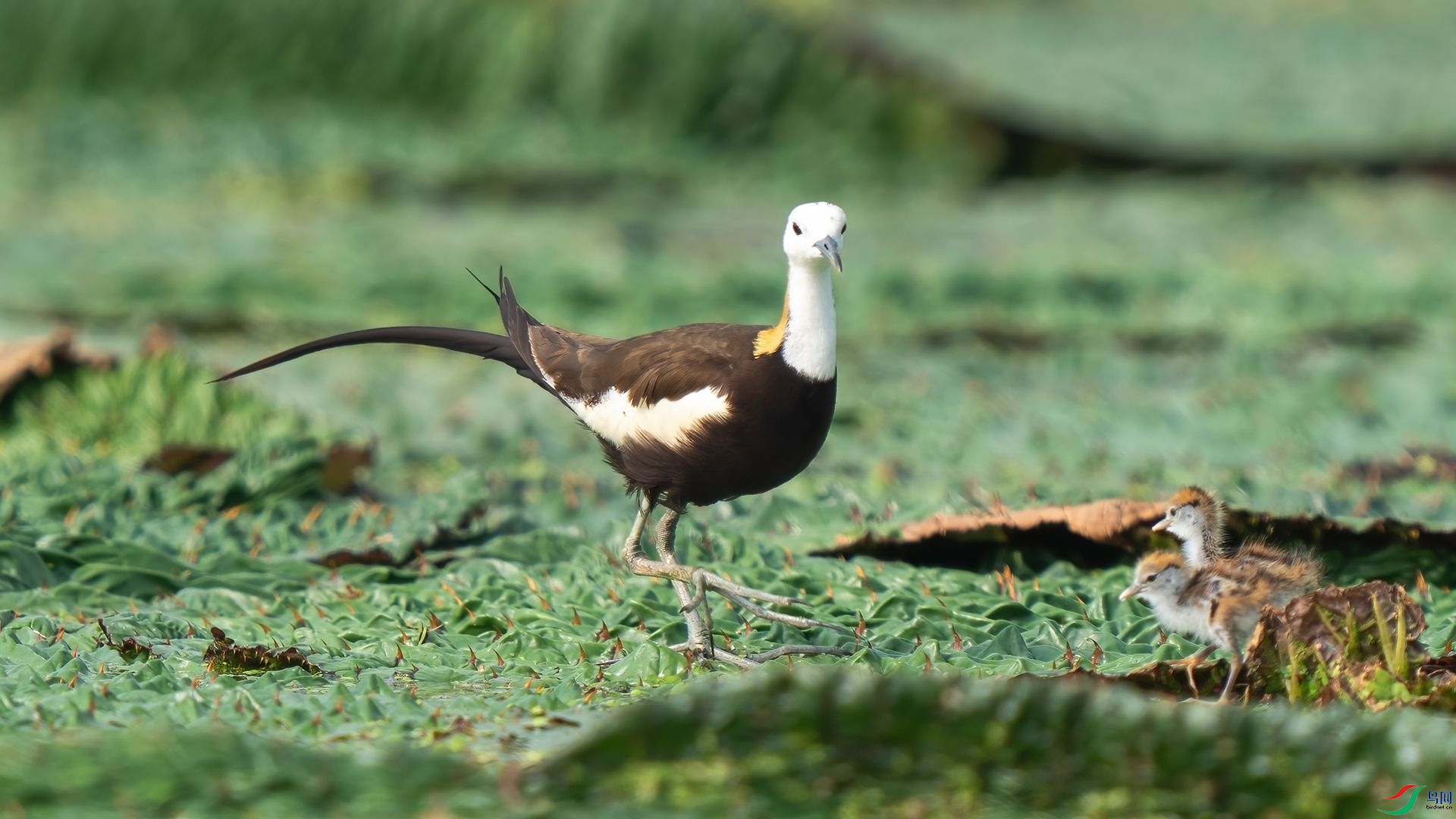 DSC08039 ����.jpg