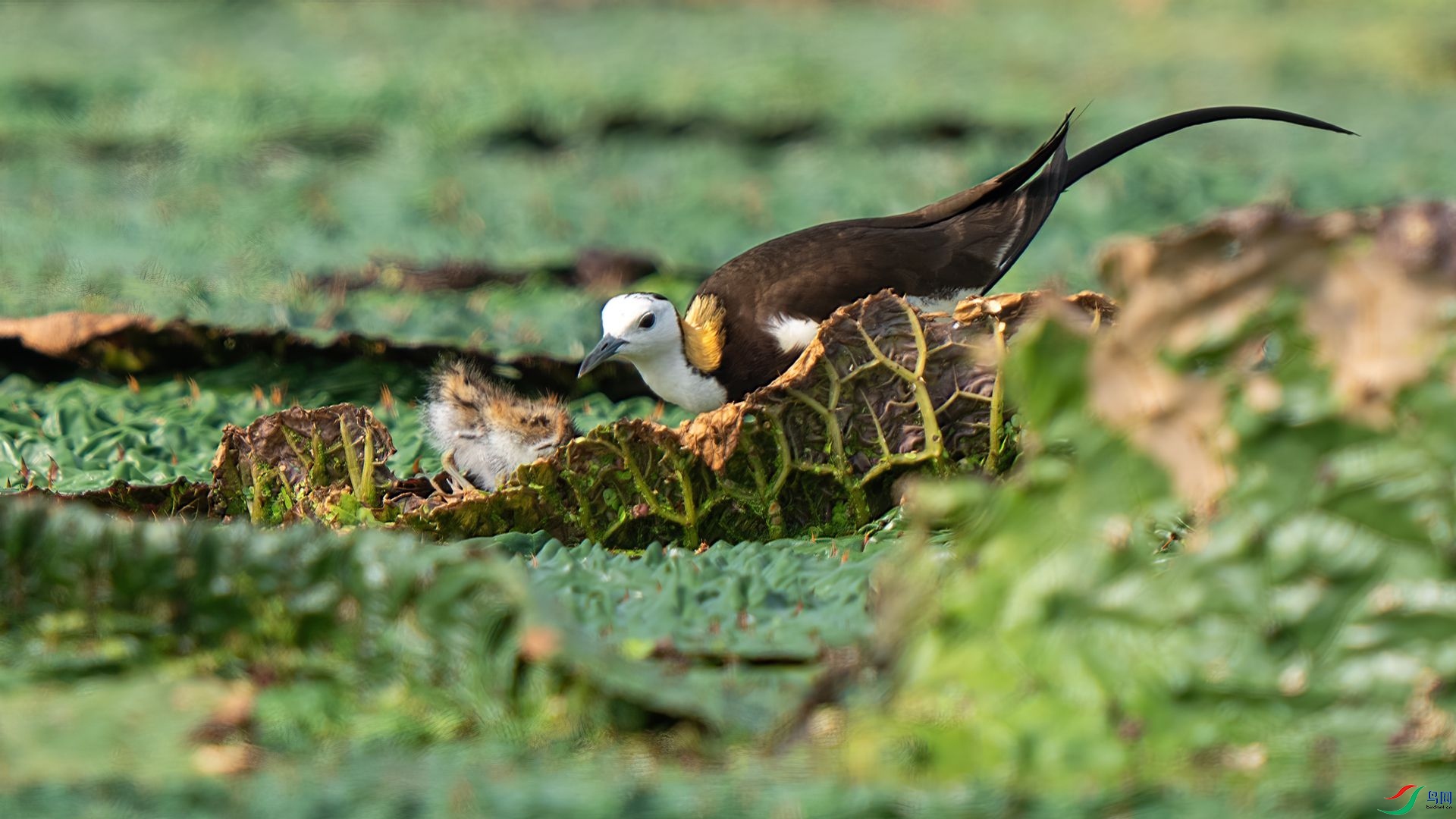 DSC08076 ����.jpg