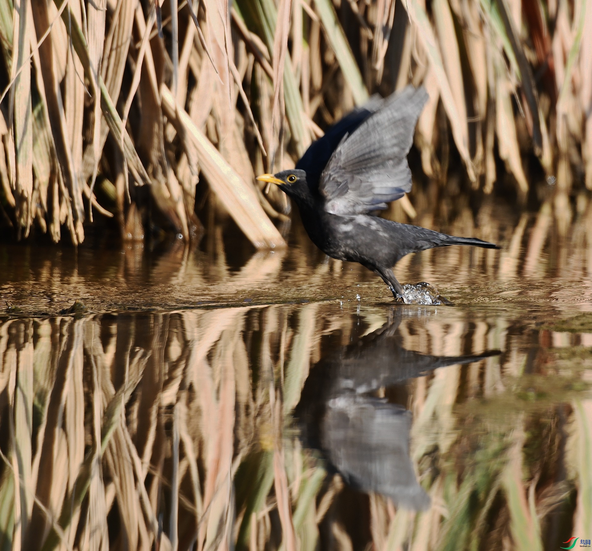 DSC_2296.jpg
