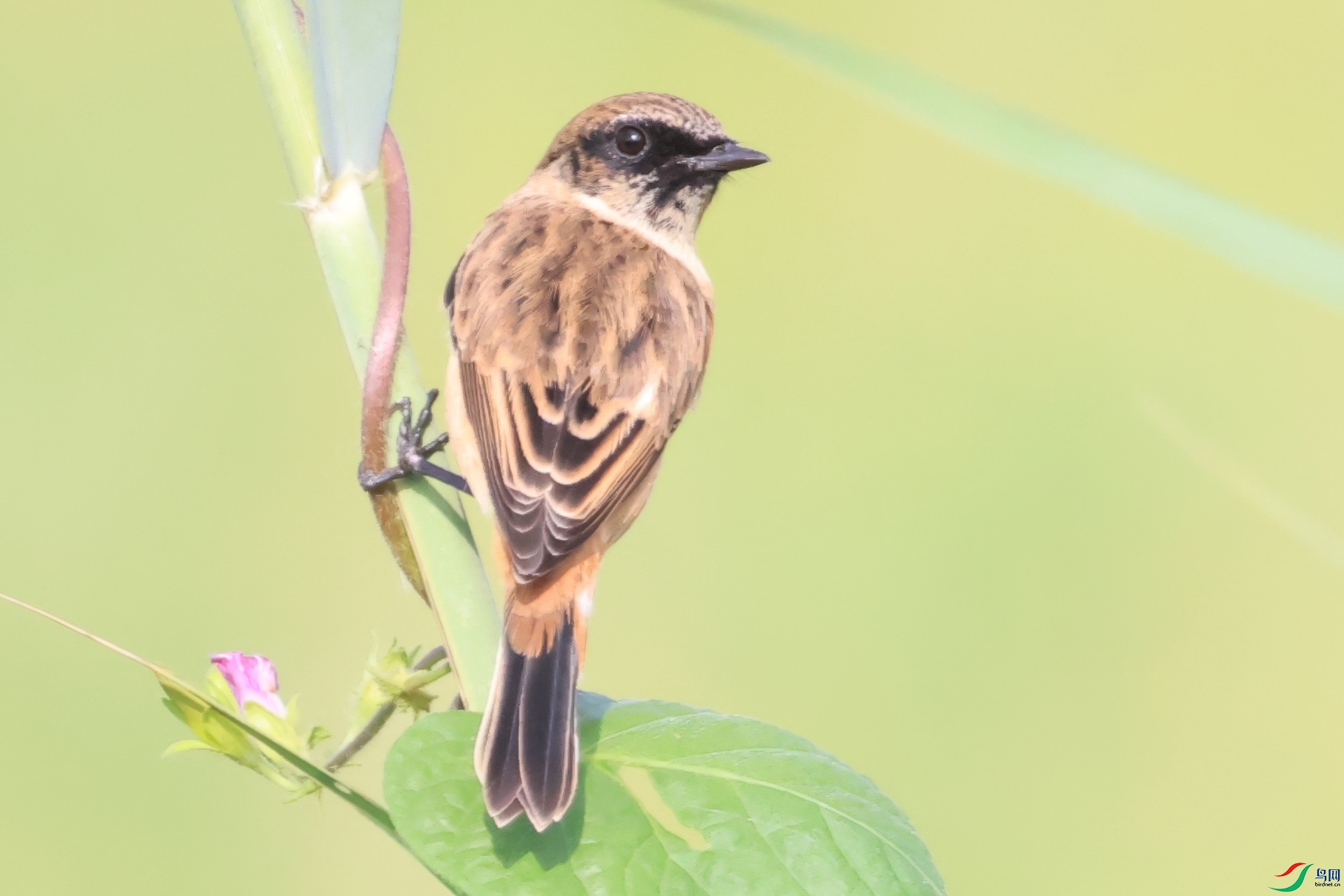 487A2877-topaz-standard v2-1x.JPG