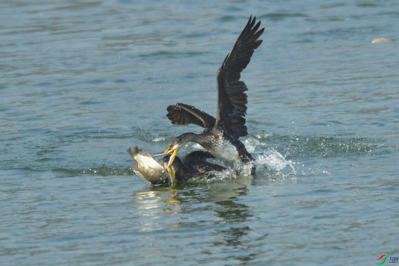 DSC_3530.jpg
