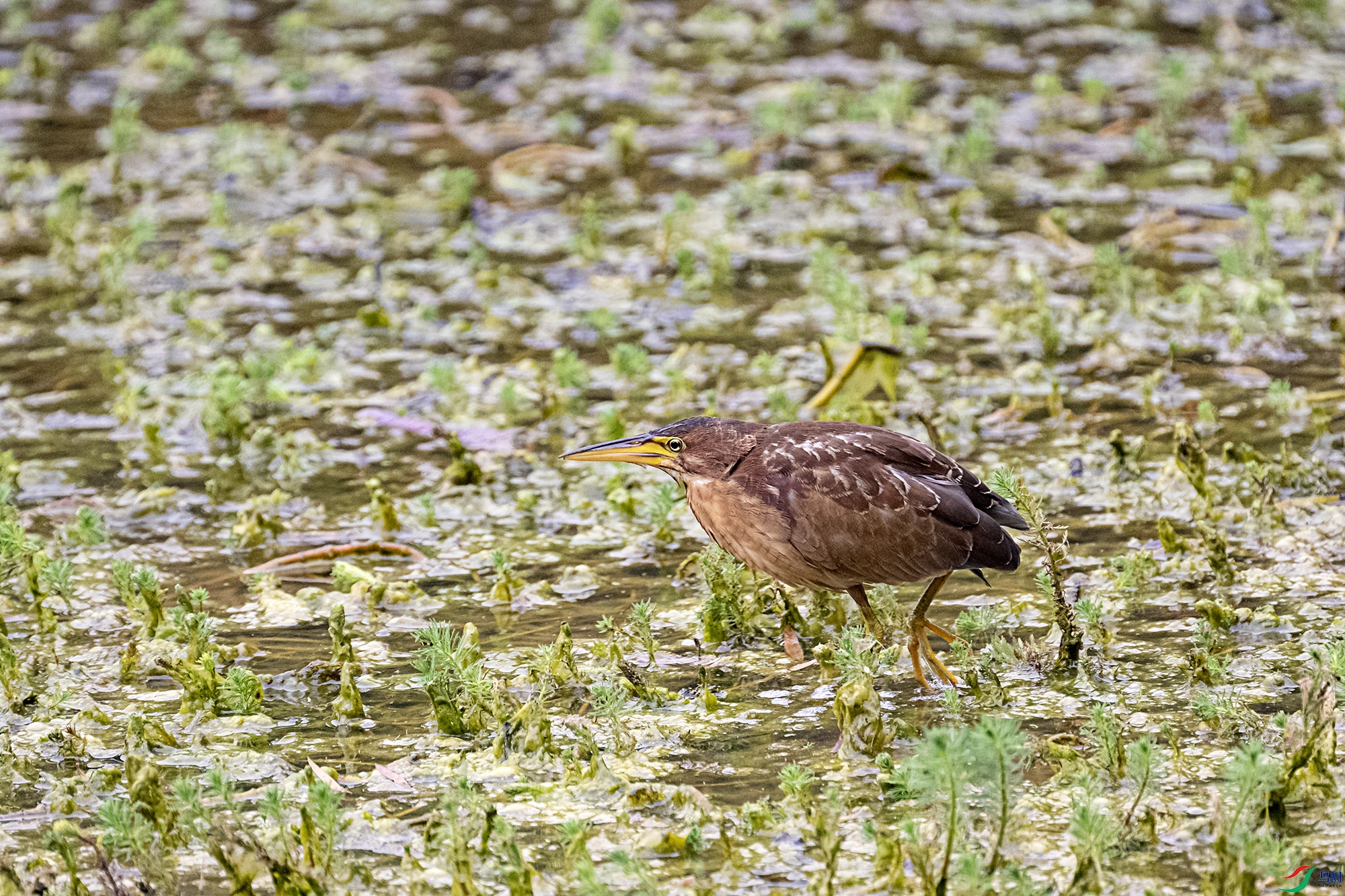 DSC_3991.jpg