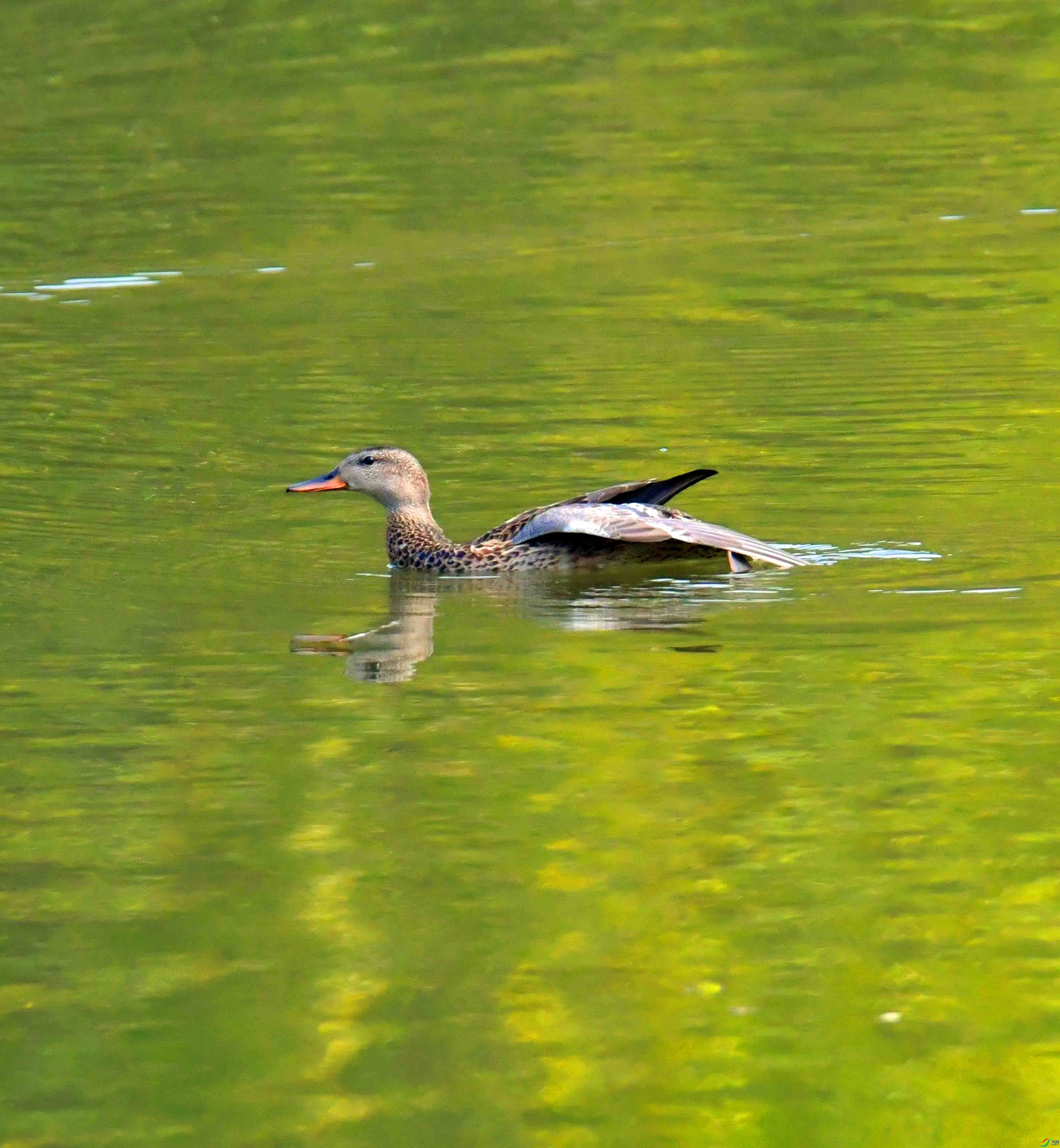 DSC_4853.JPG