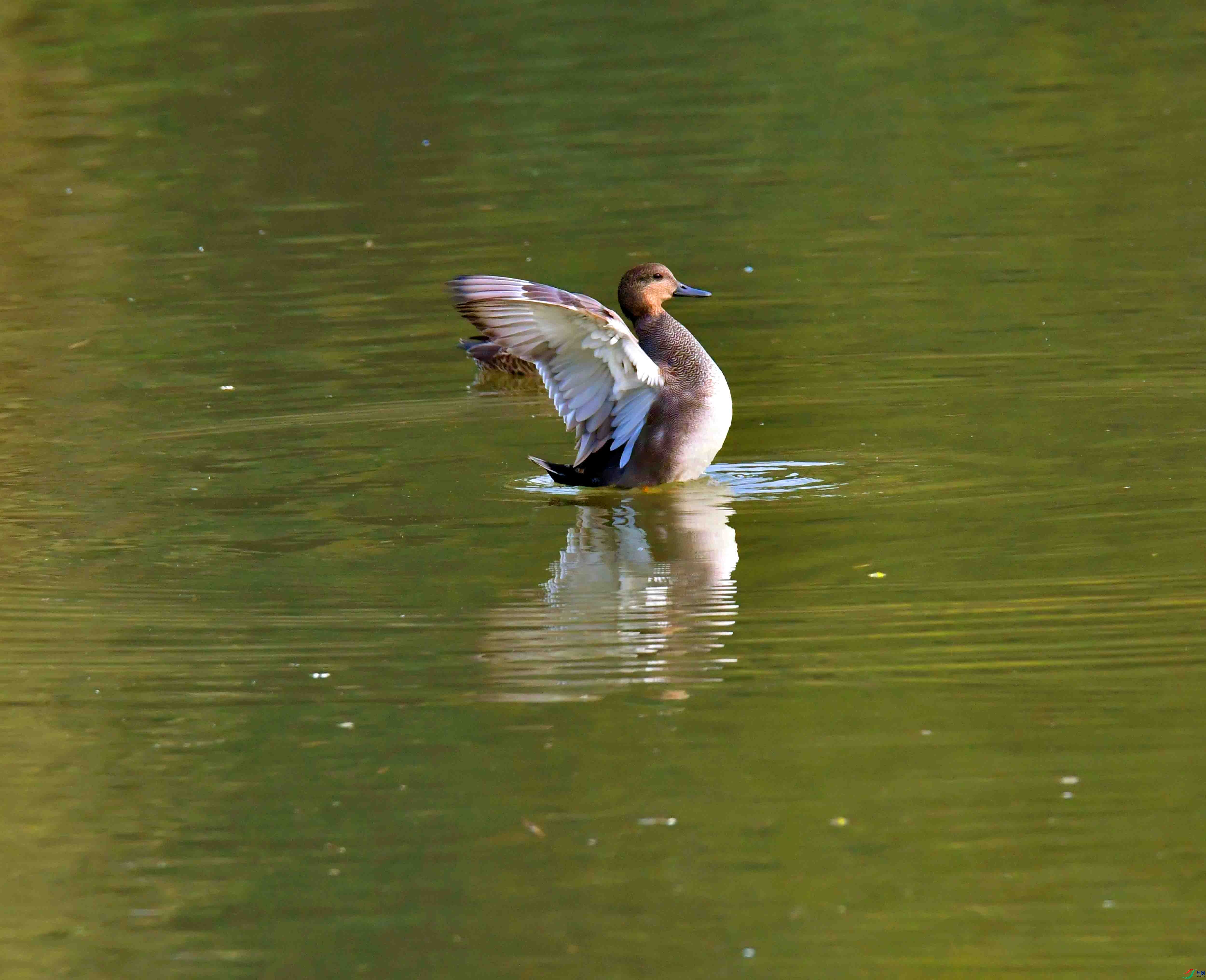 DSC_4874.JPG