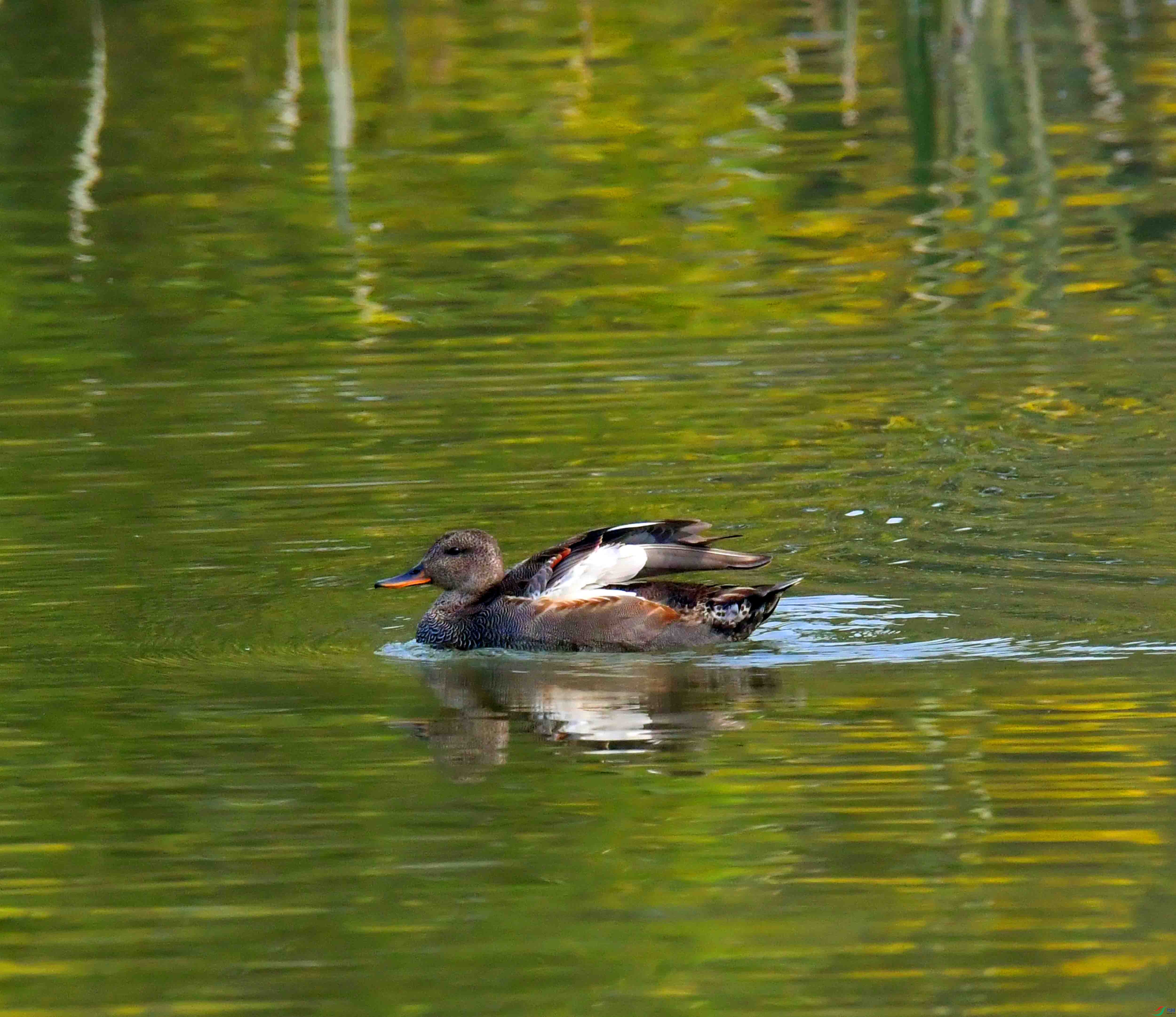 DSC_4886.JPG