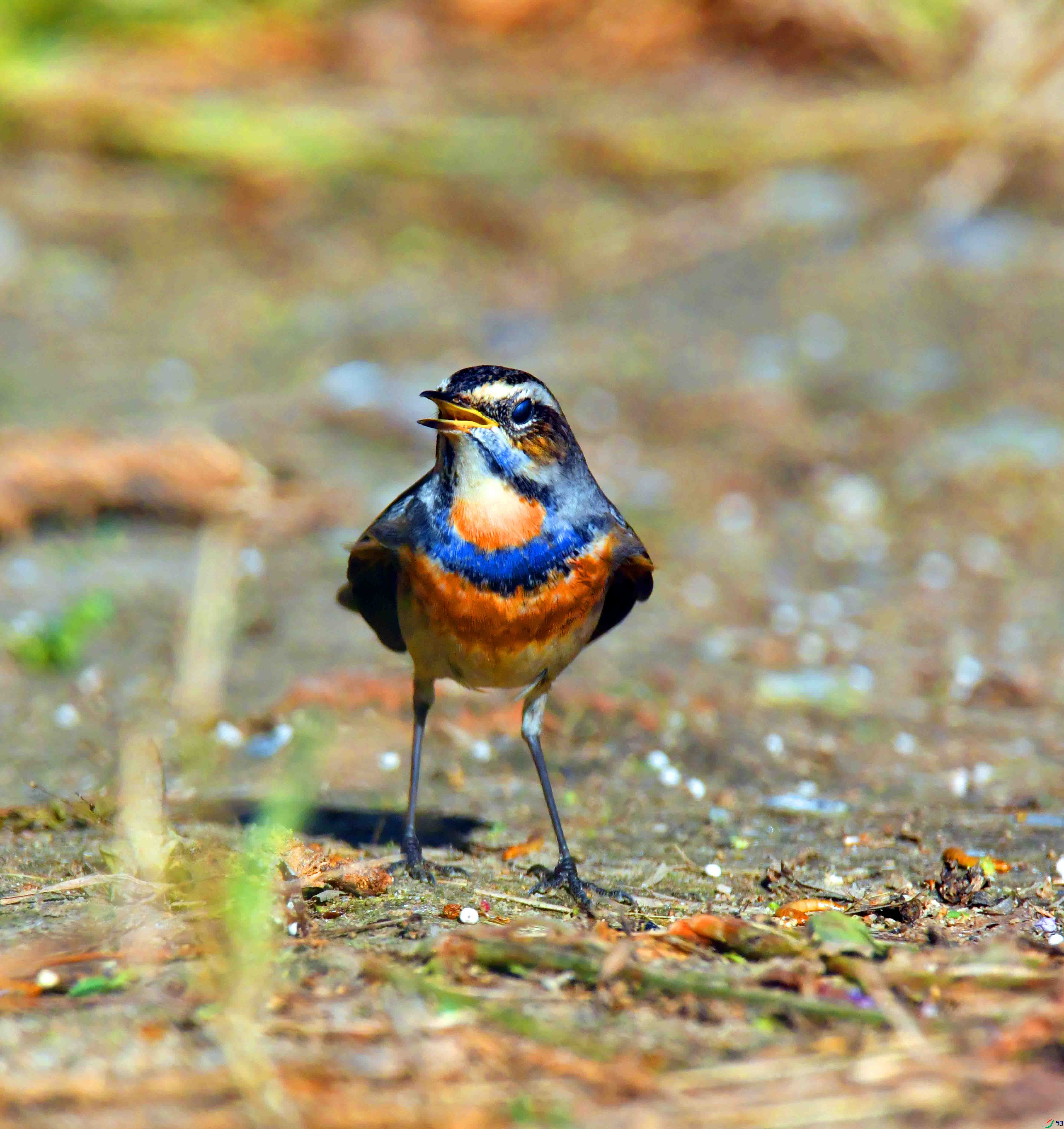 DSC_5834.JPG