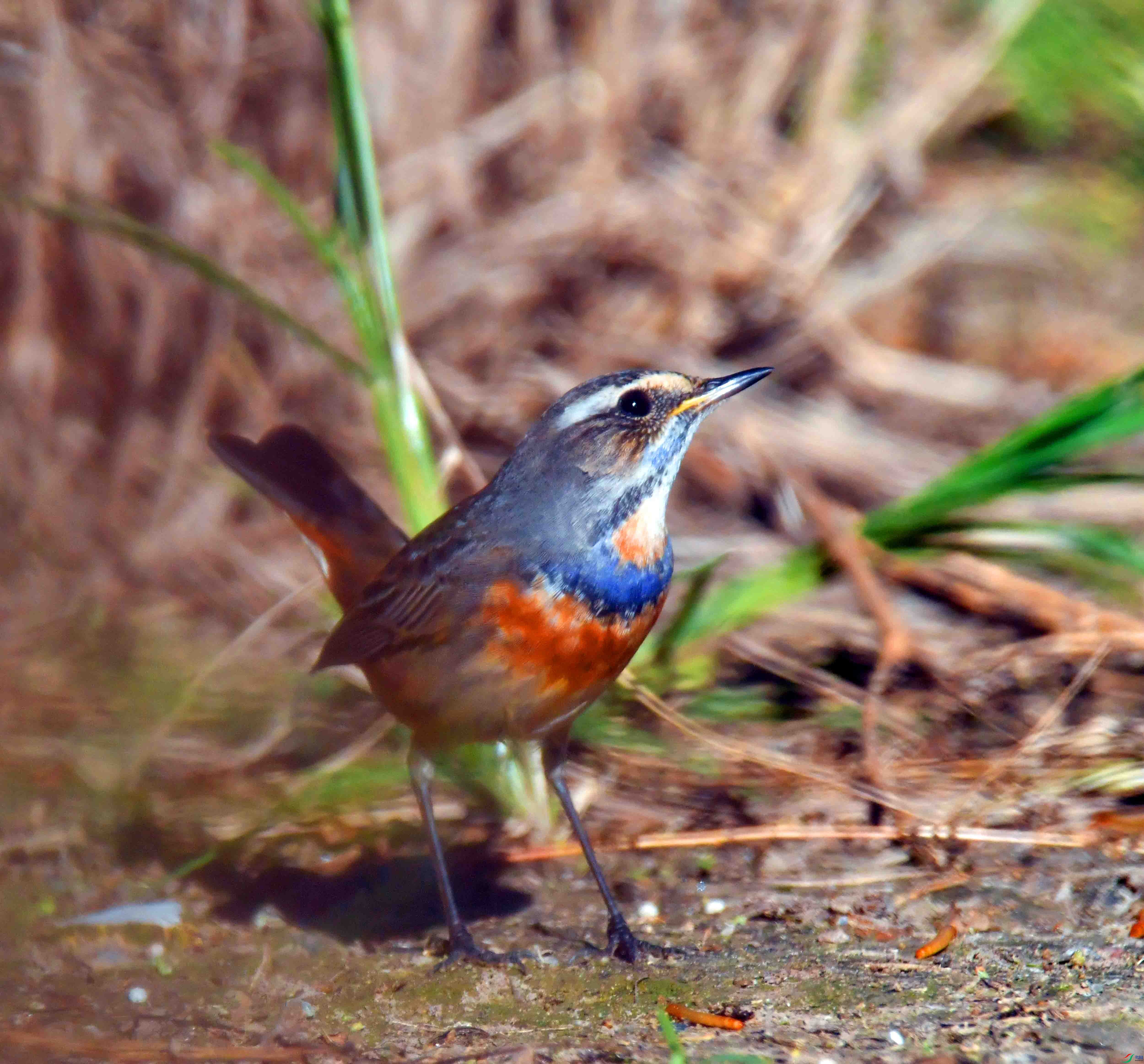 DSC_5848.JPG