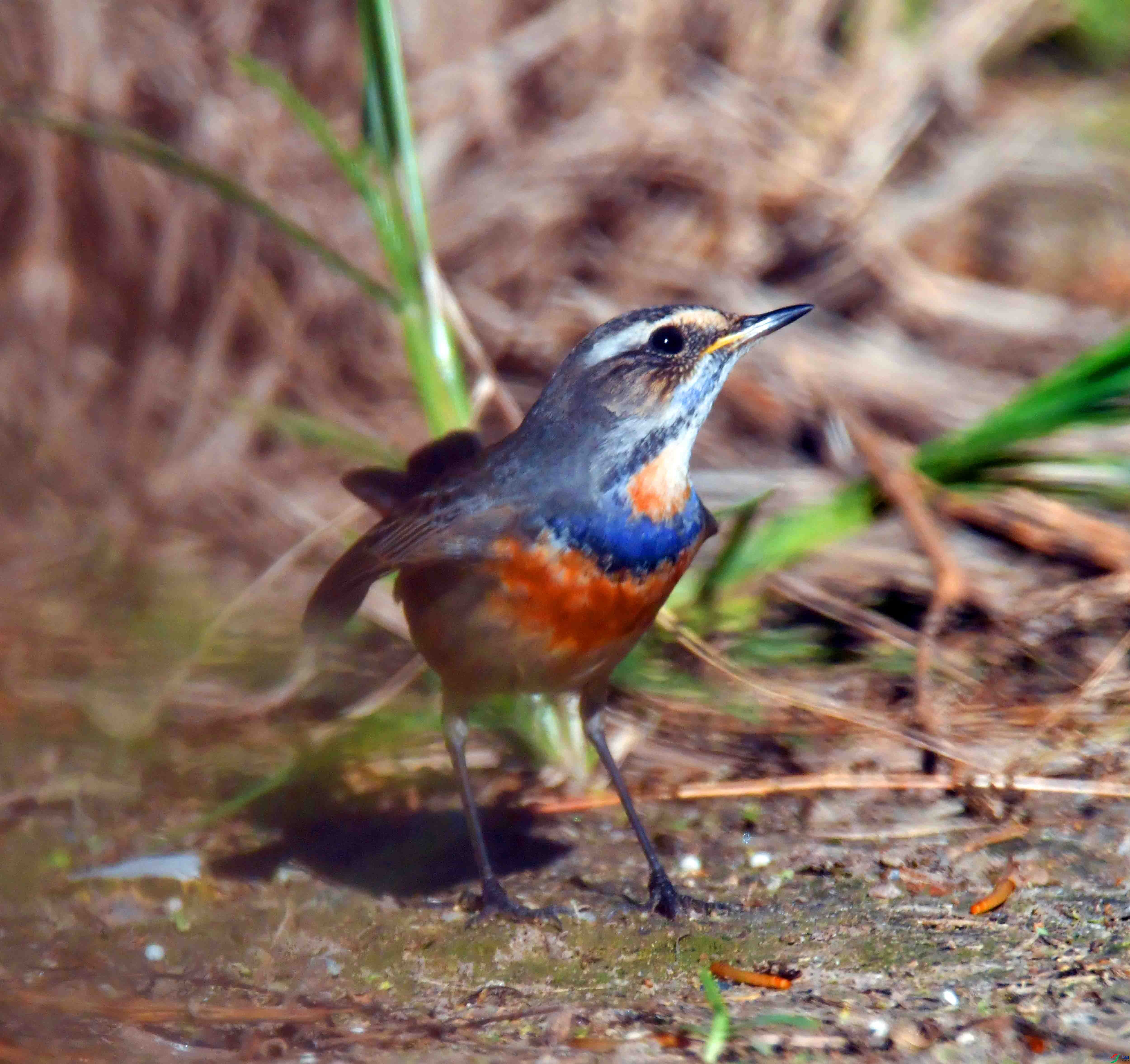 DSC_5847.JPG