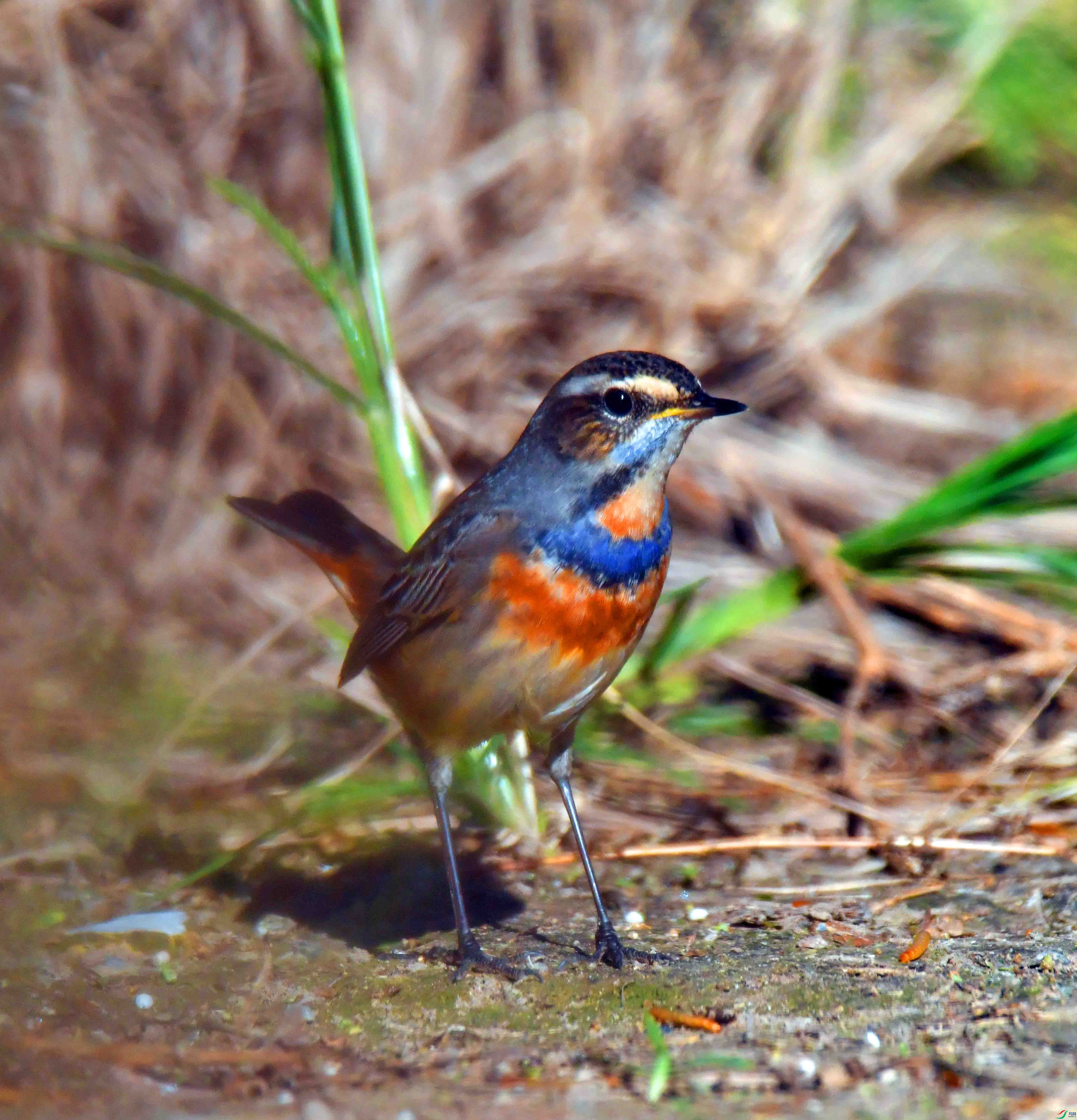 DSC_5851.JPG