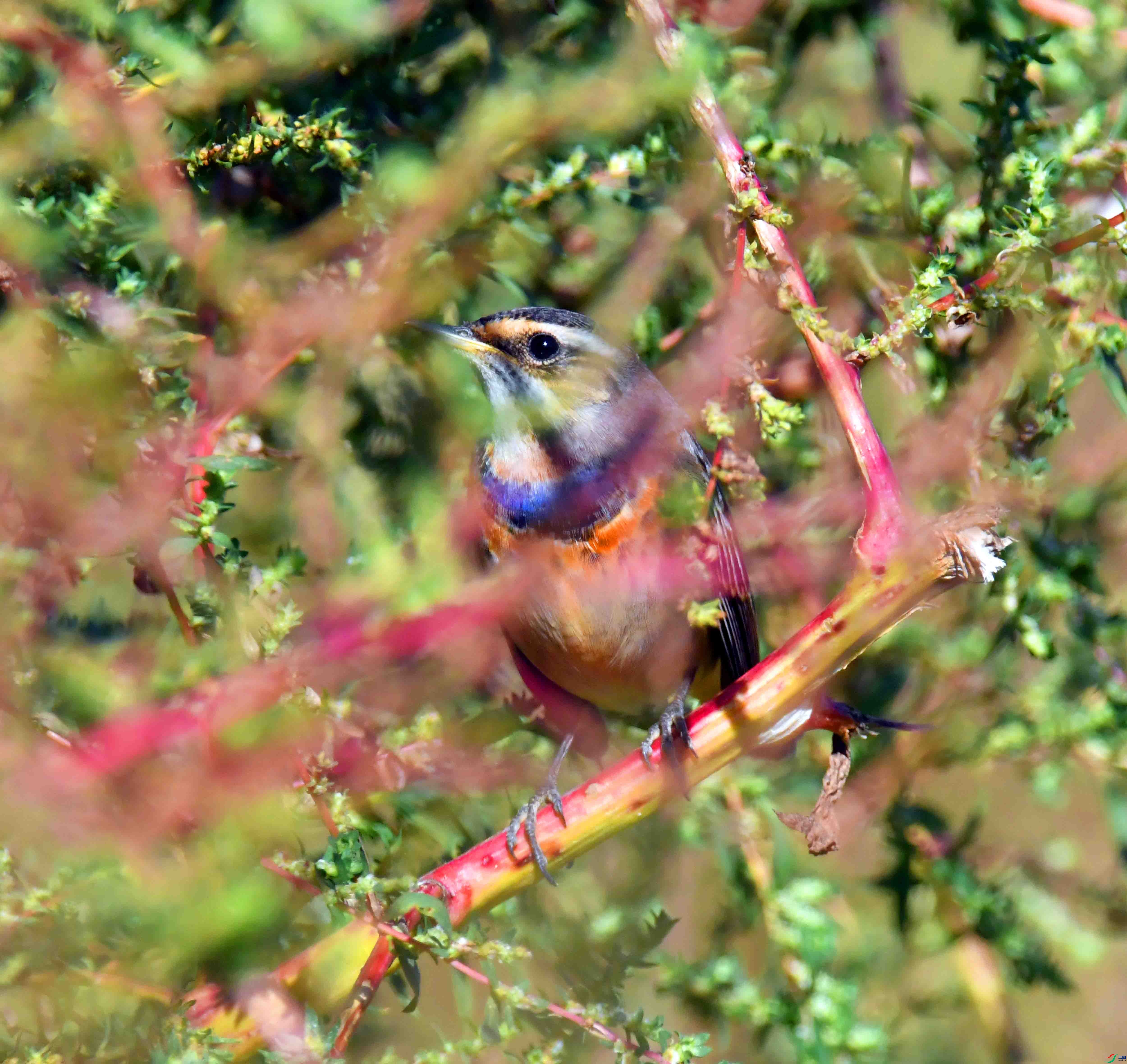 DSC_5886.JPG