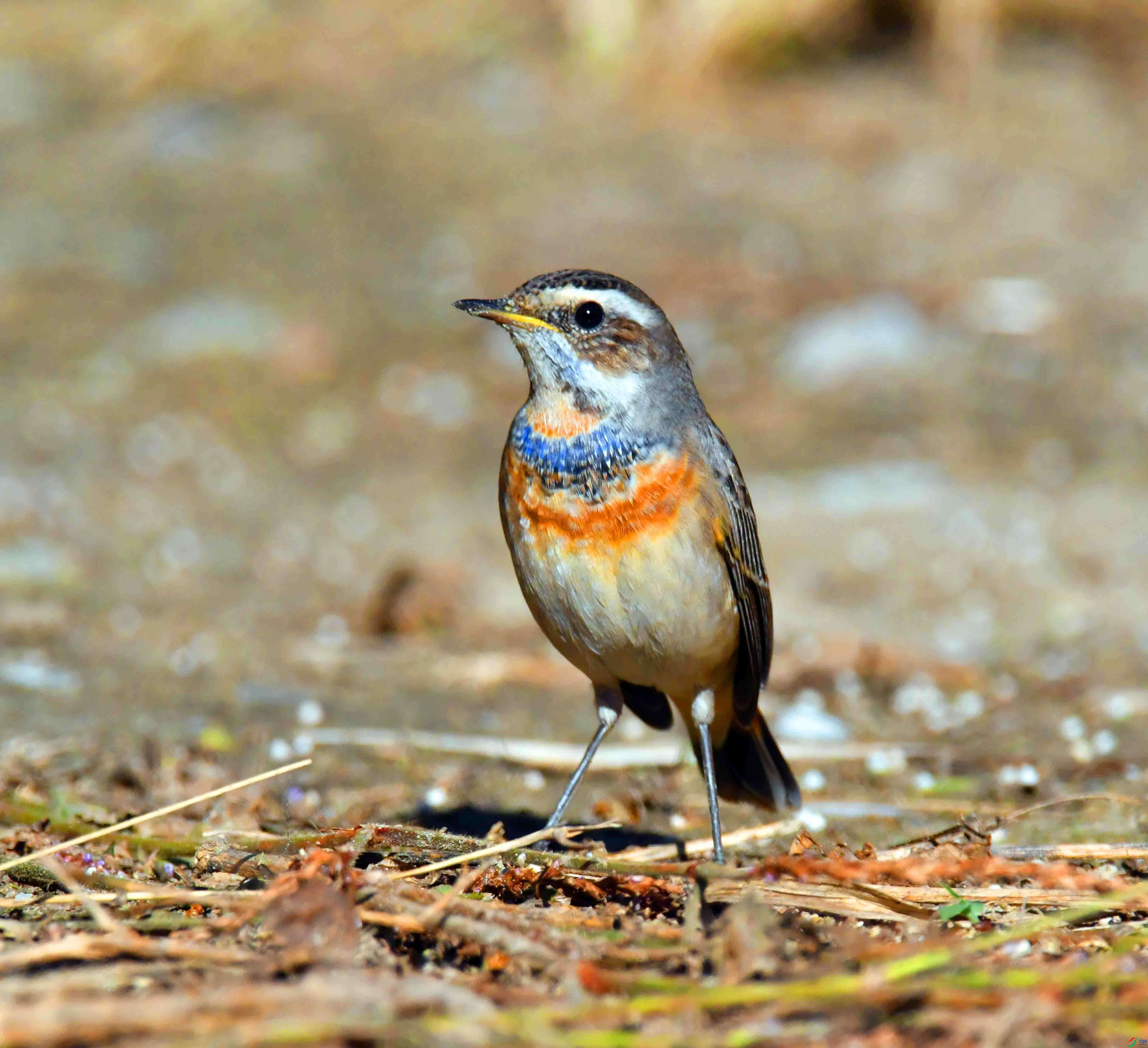 DSC_5901.JPG