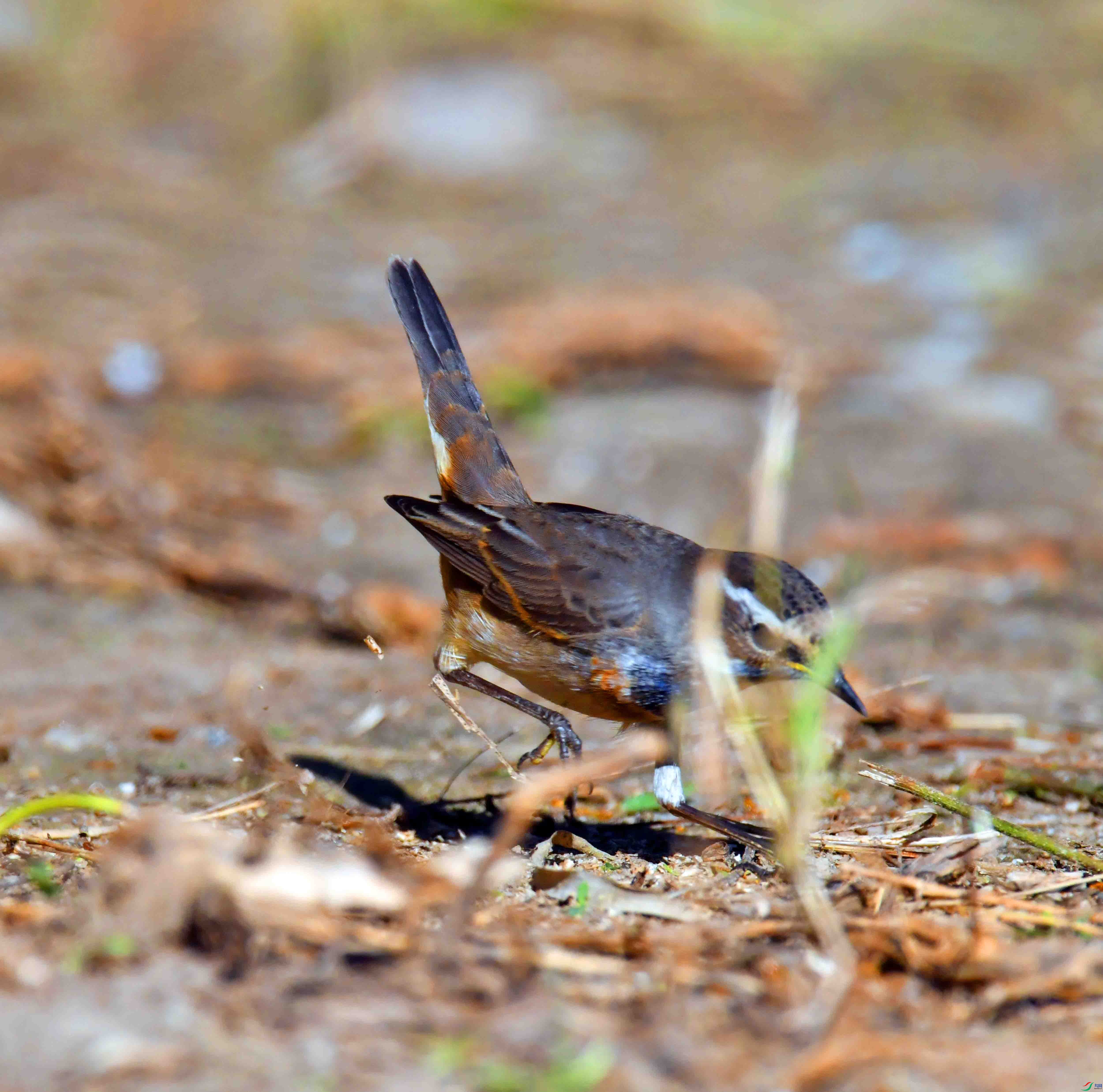 DSC_5904.JPG