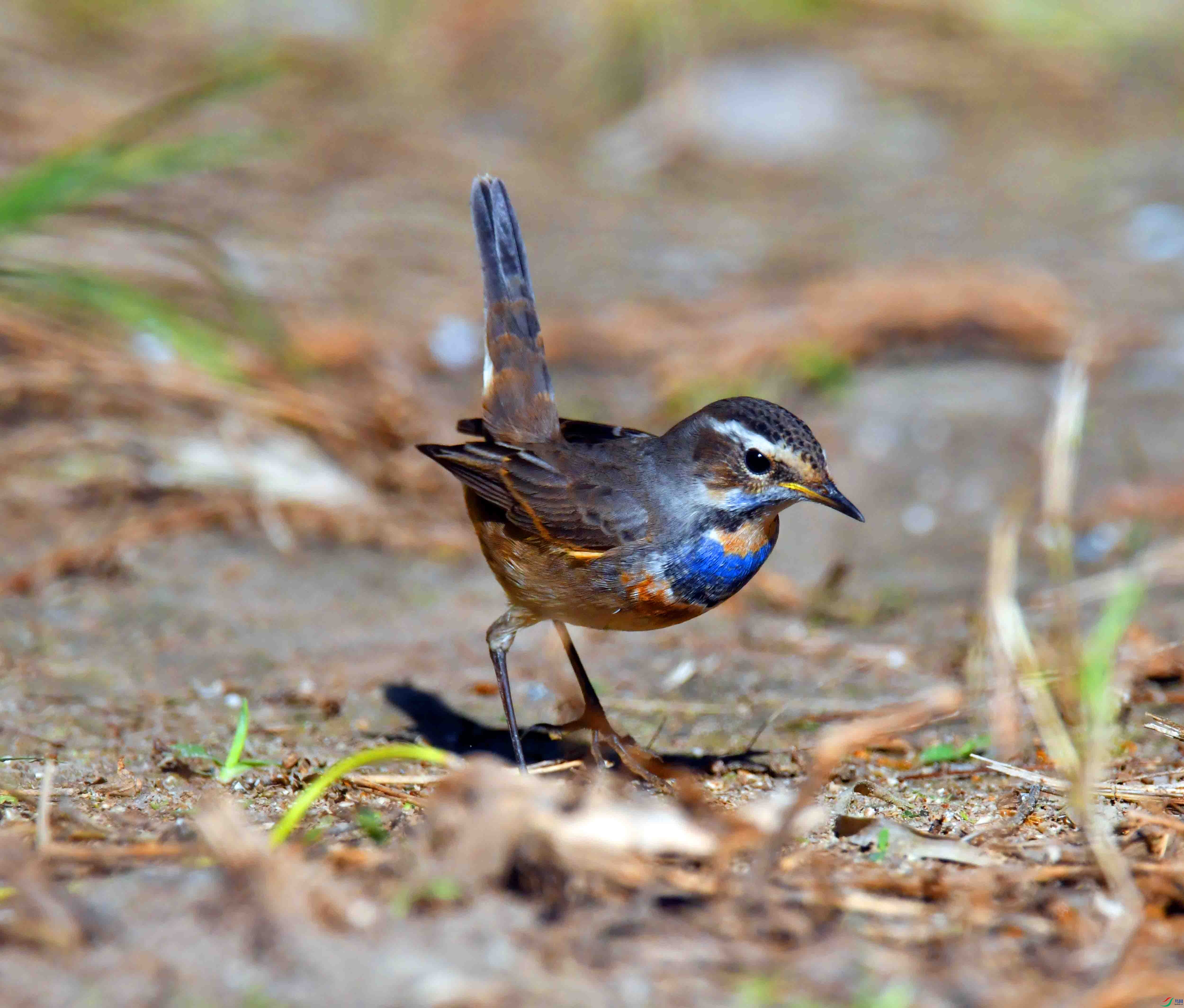 DSC_5903.JPG