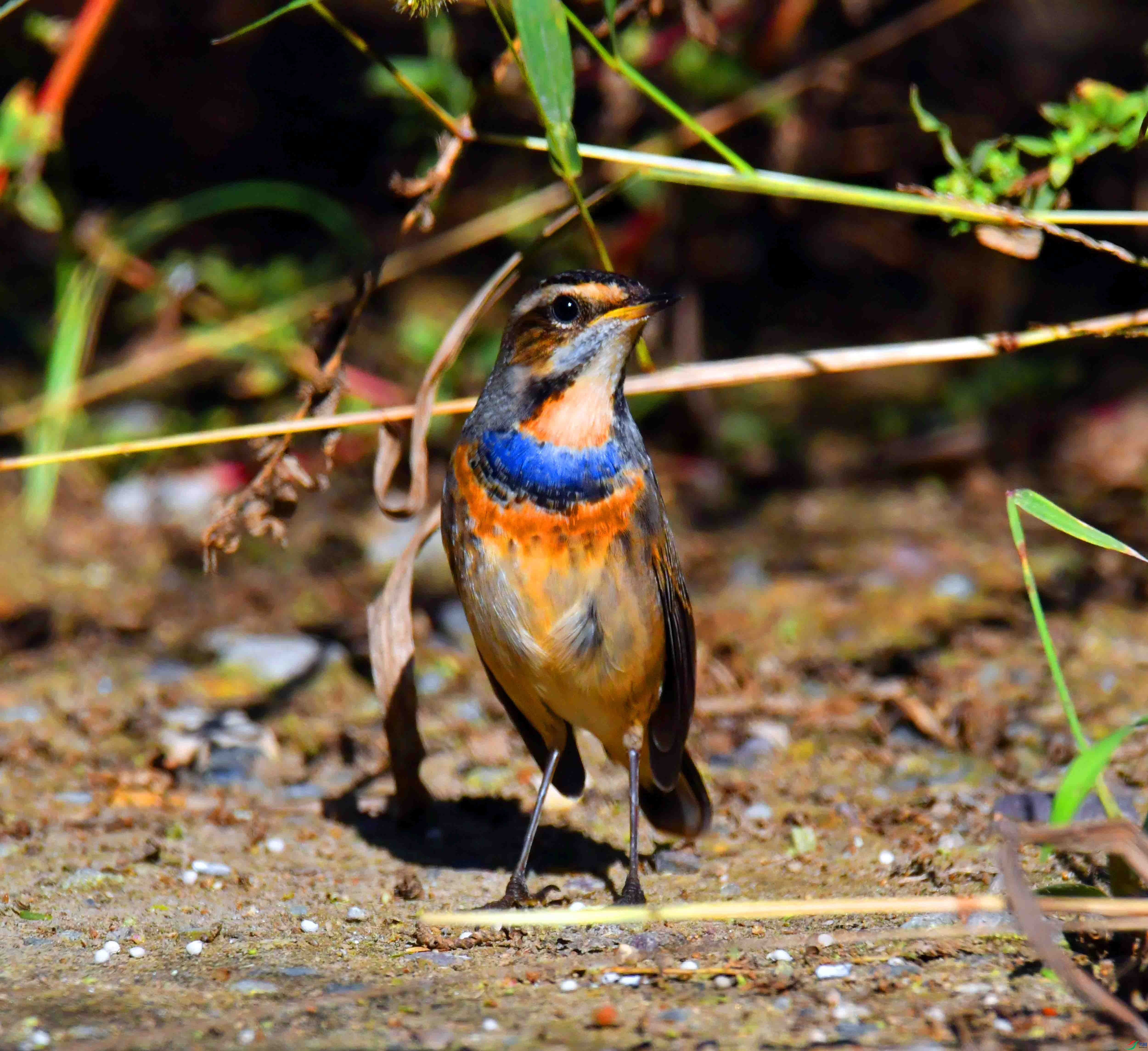 DSC_5914.JPG