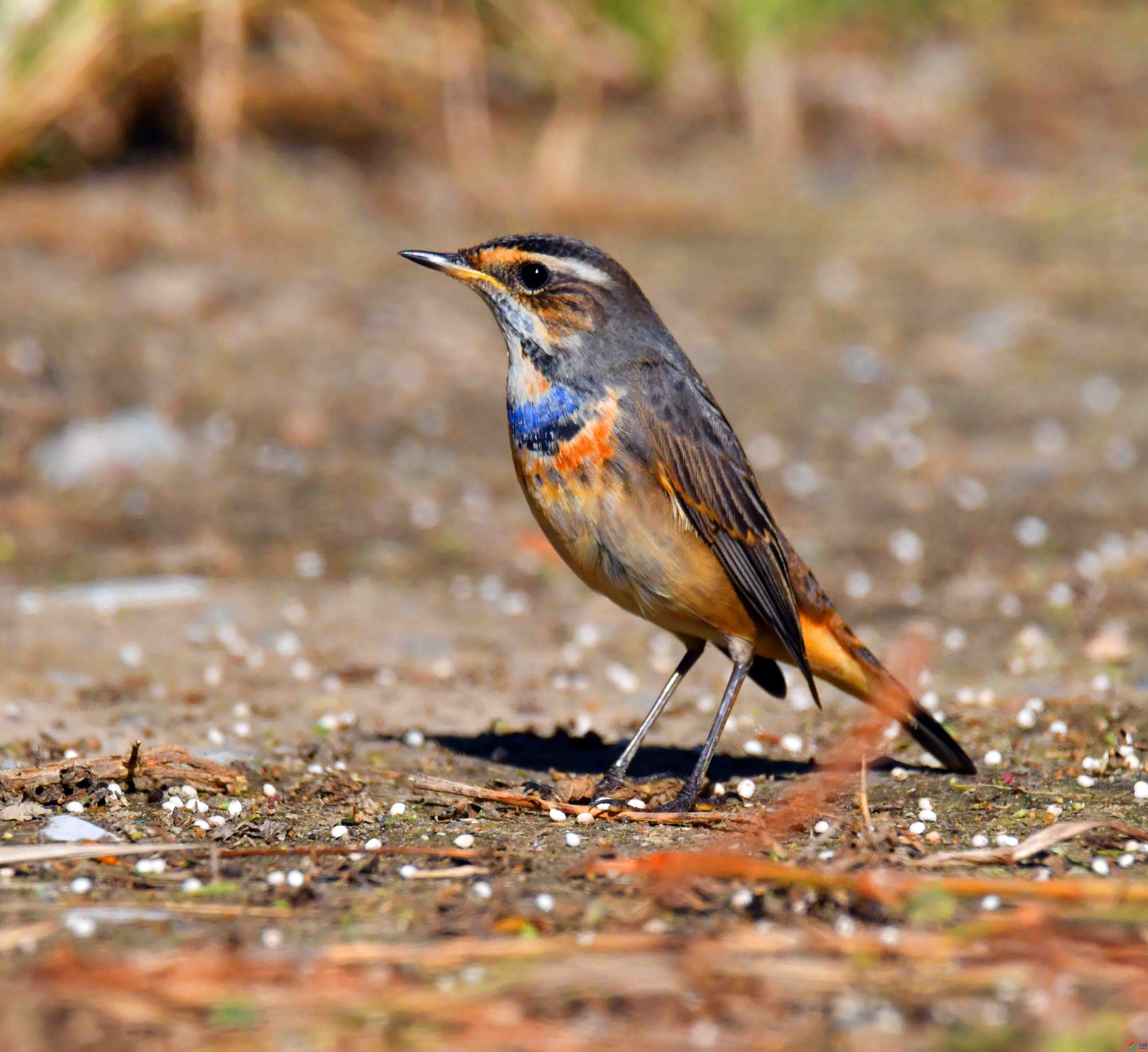 DSC_5916.JPG