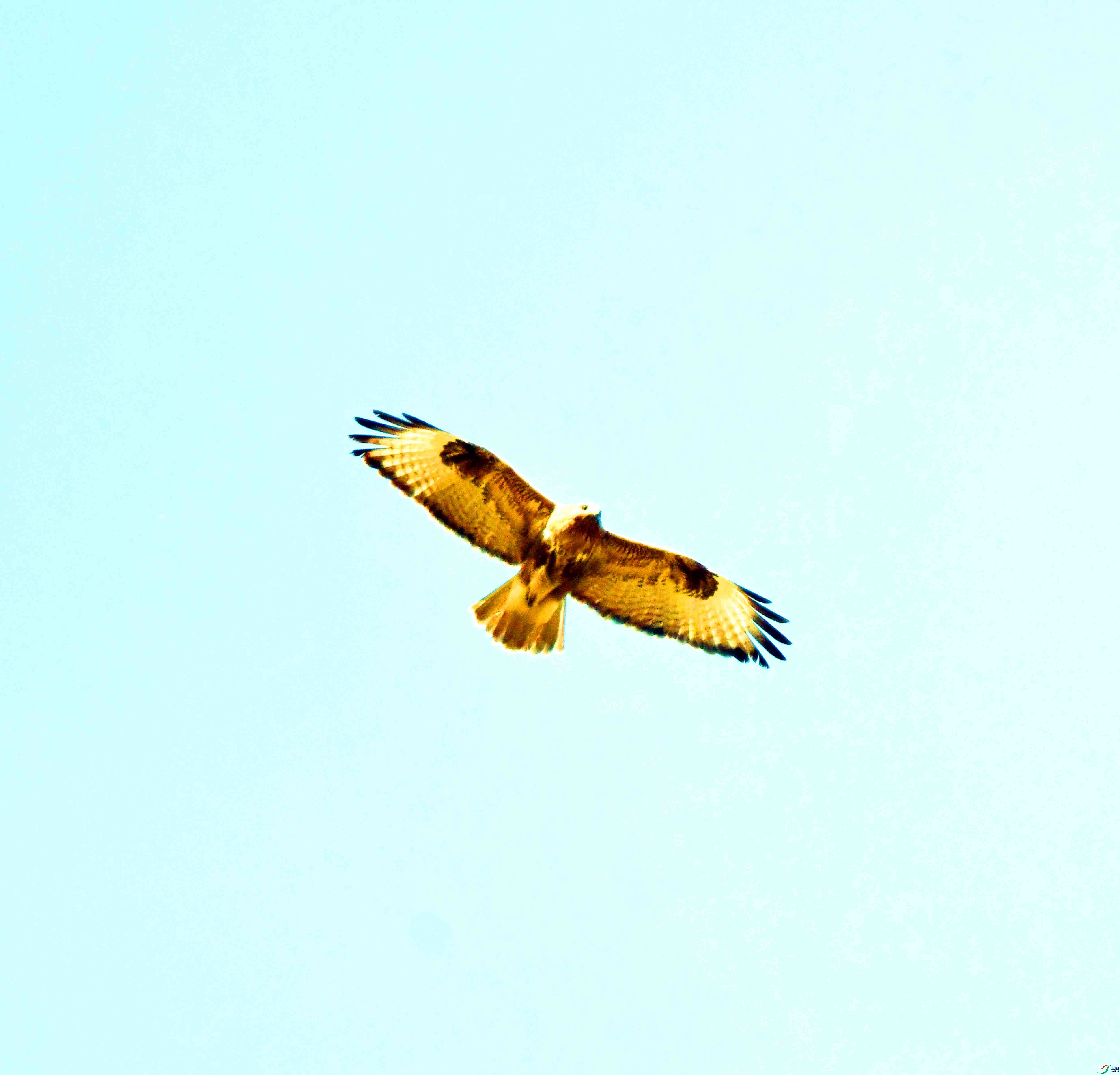 DSC_4519.JPG