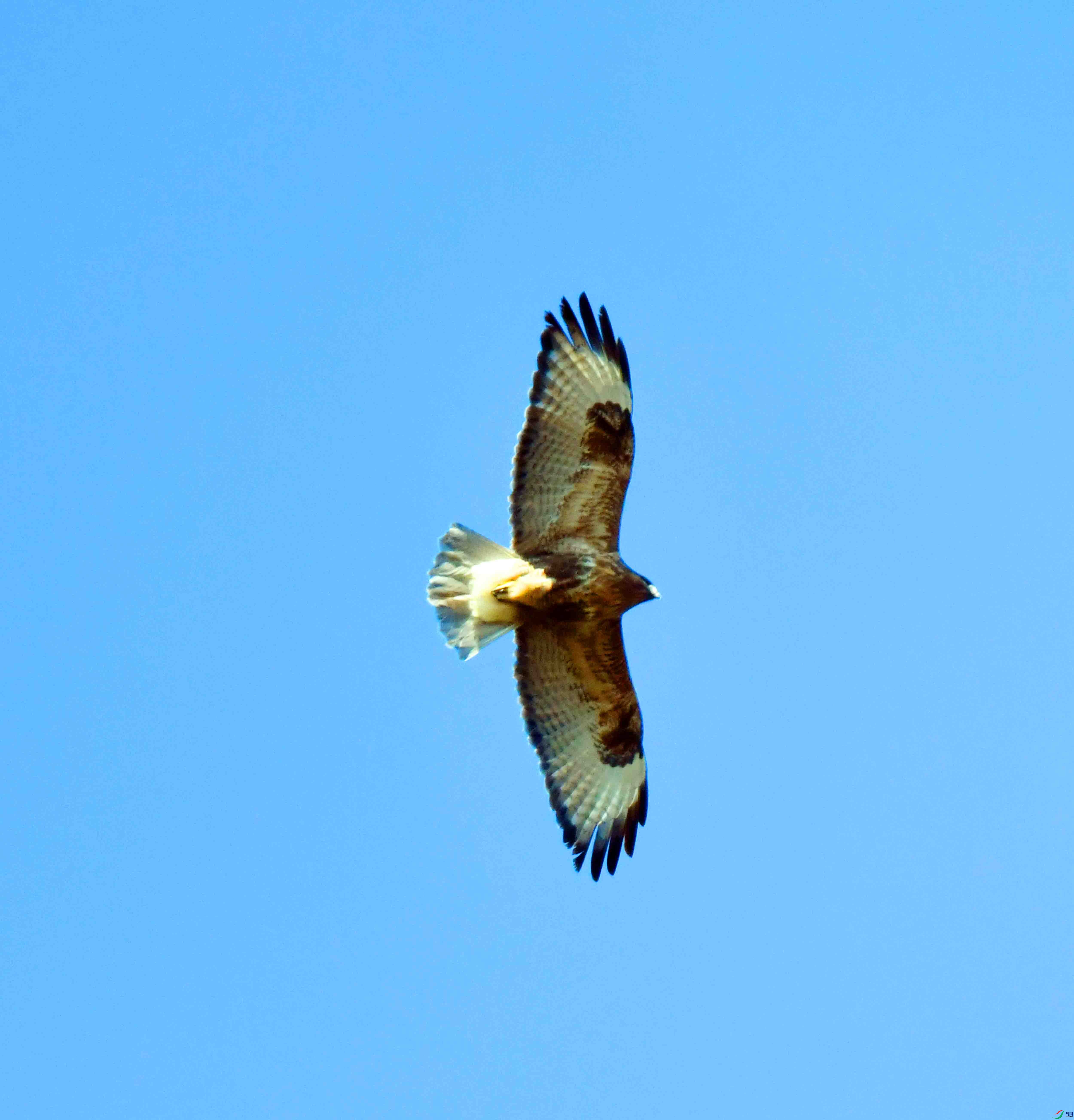 DSC_4523.JPG