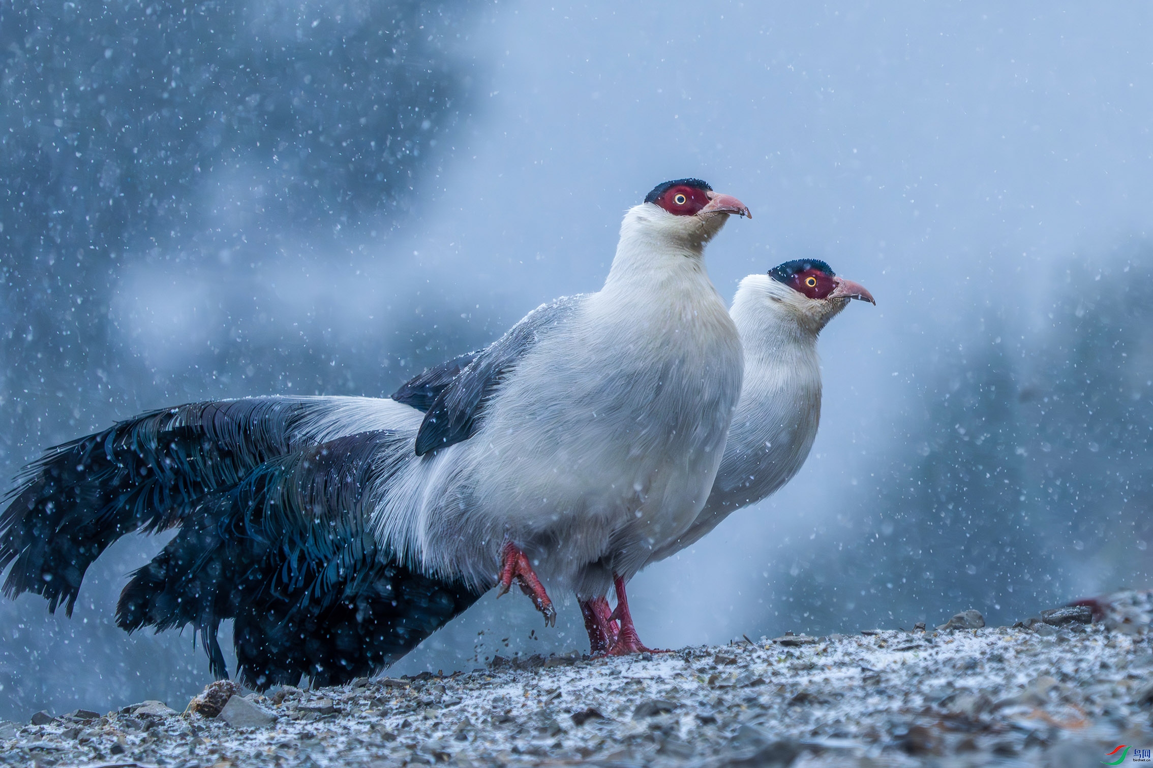 DSC0044-NR ����.jpg