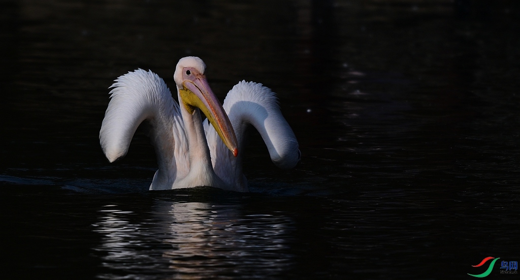DSC_2447.JPG