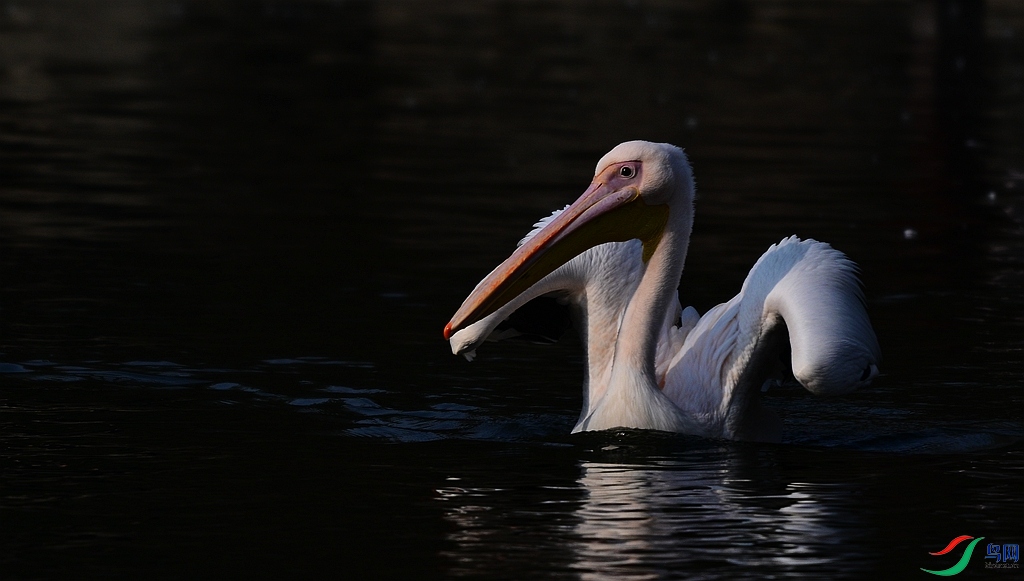 DSC_2462.JPG