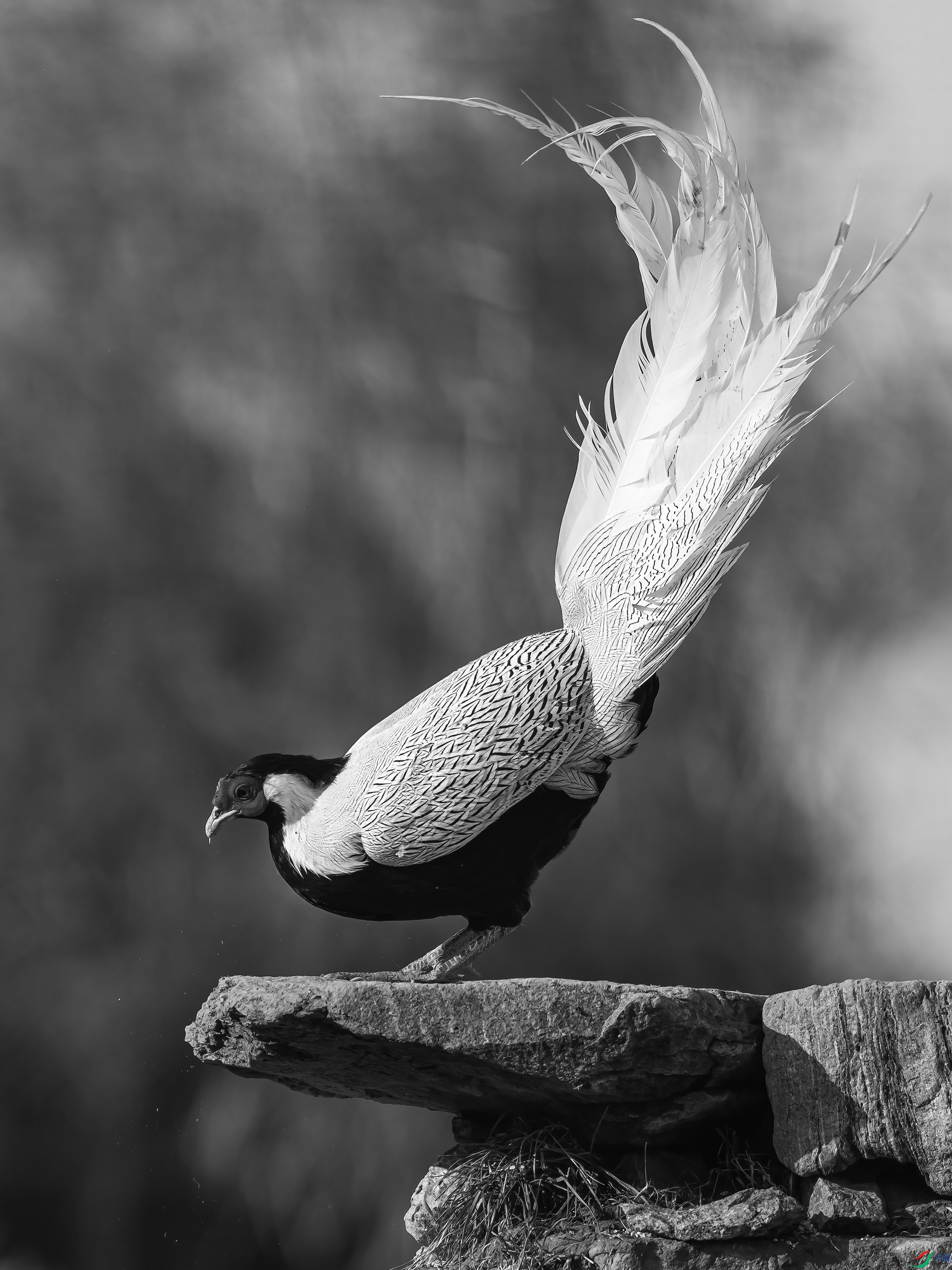 DSC04482a_����.jpg
