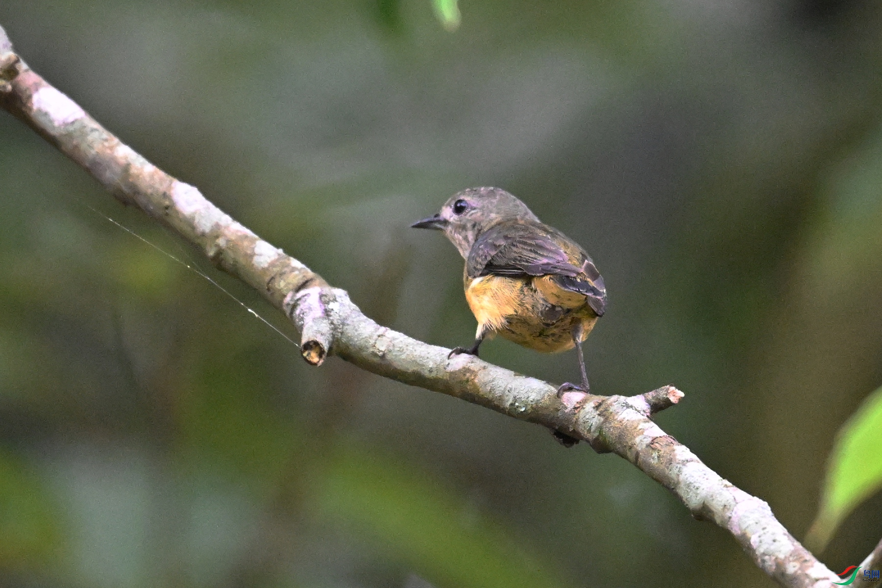 DSC_9927.JPG