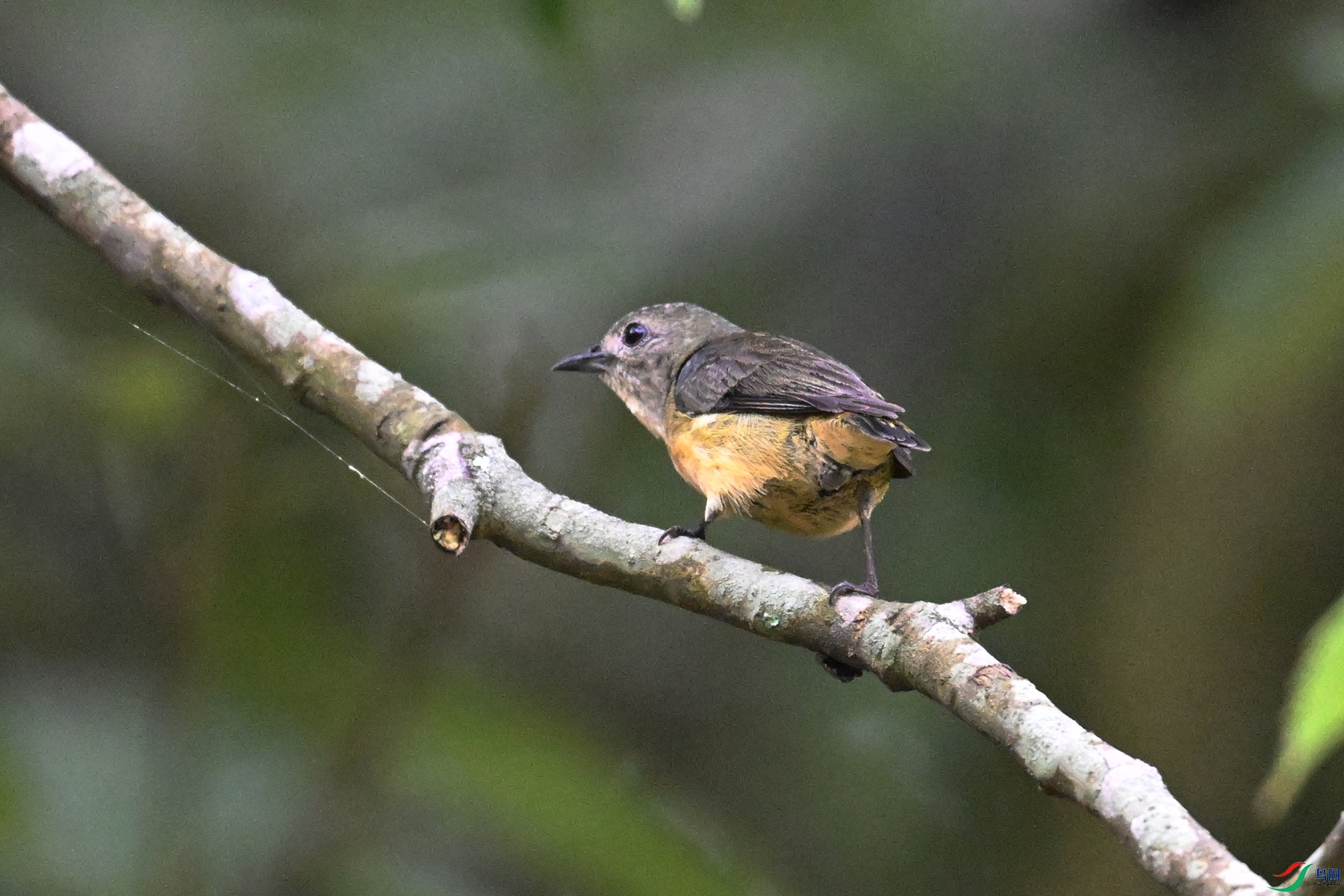DSC_9930.JPG