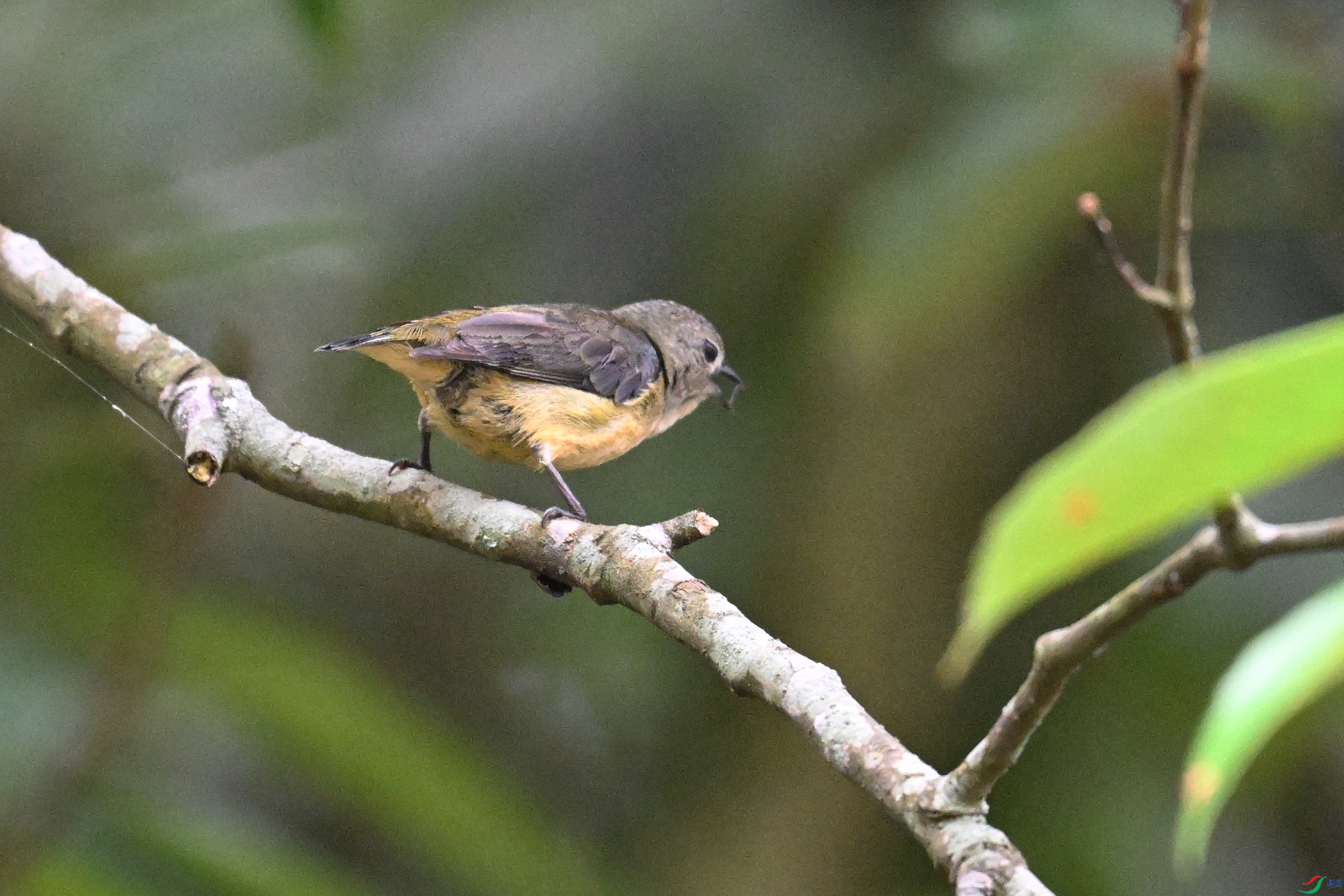 DSC_9933.JPG