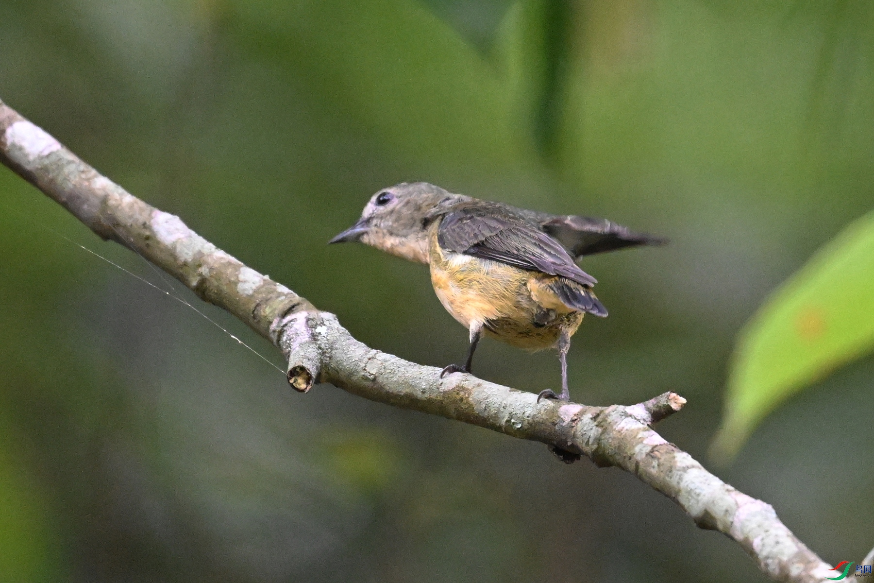 DSC_9867.JPG