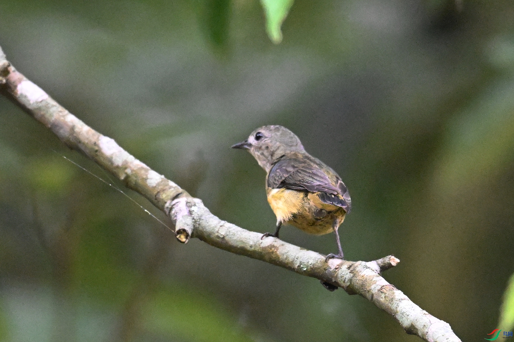 DSC_9920.JPG