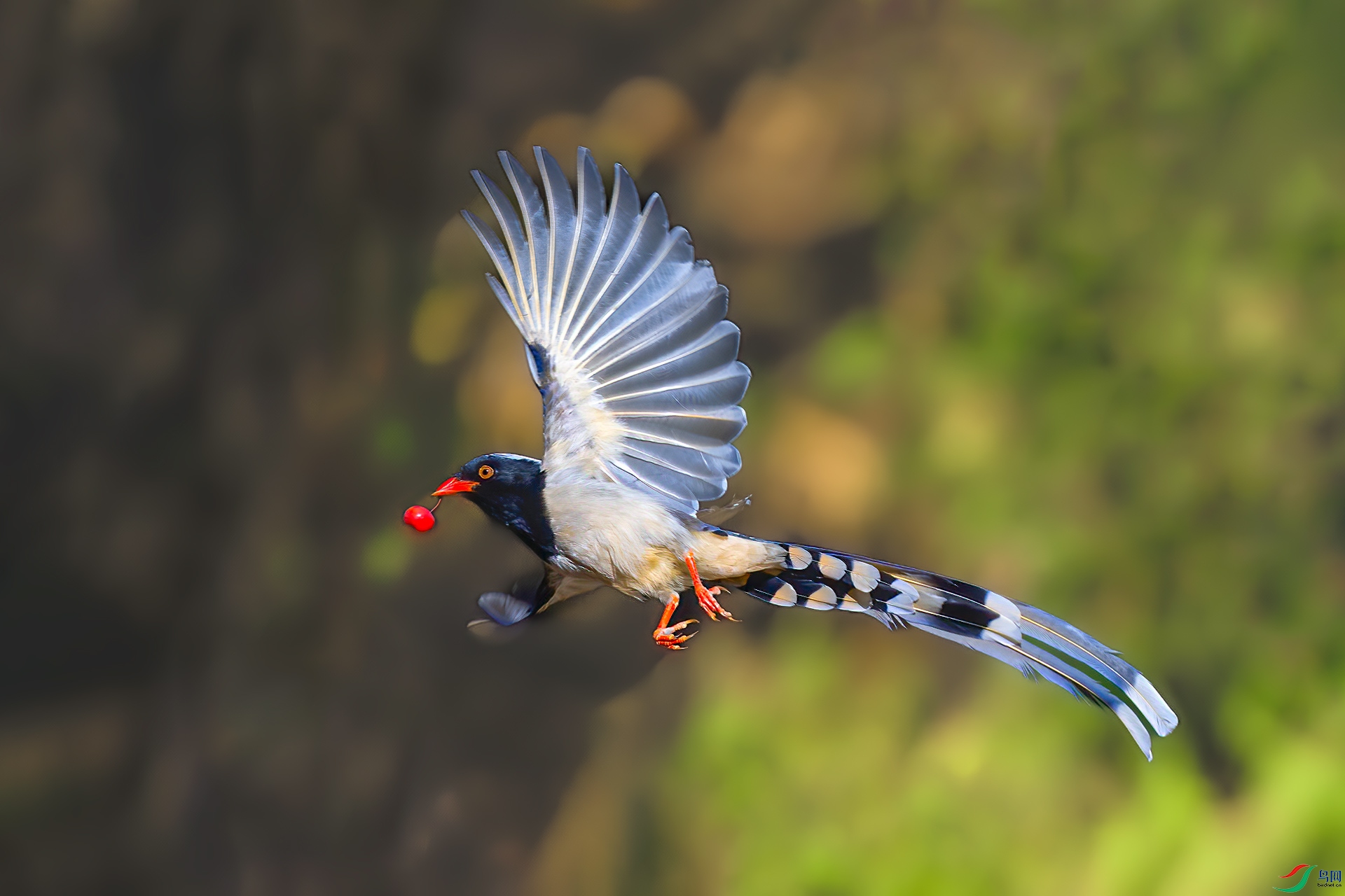 ������ȵ