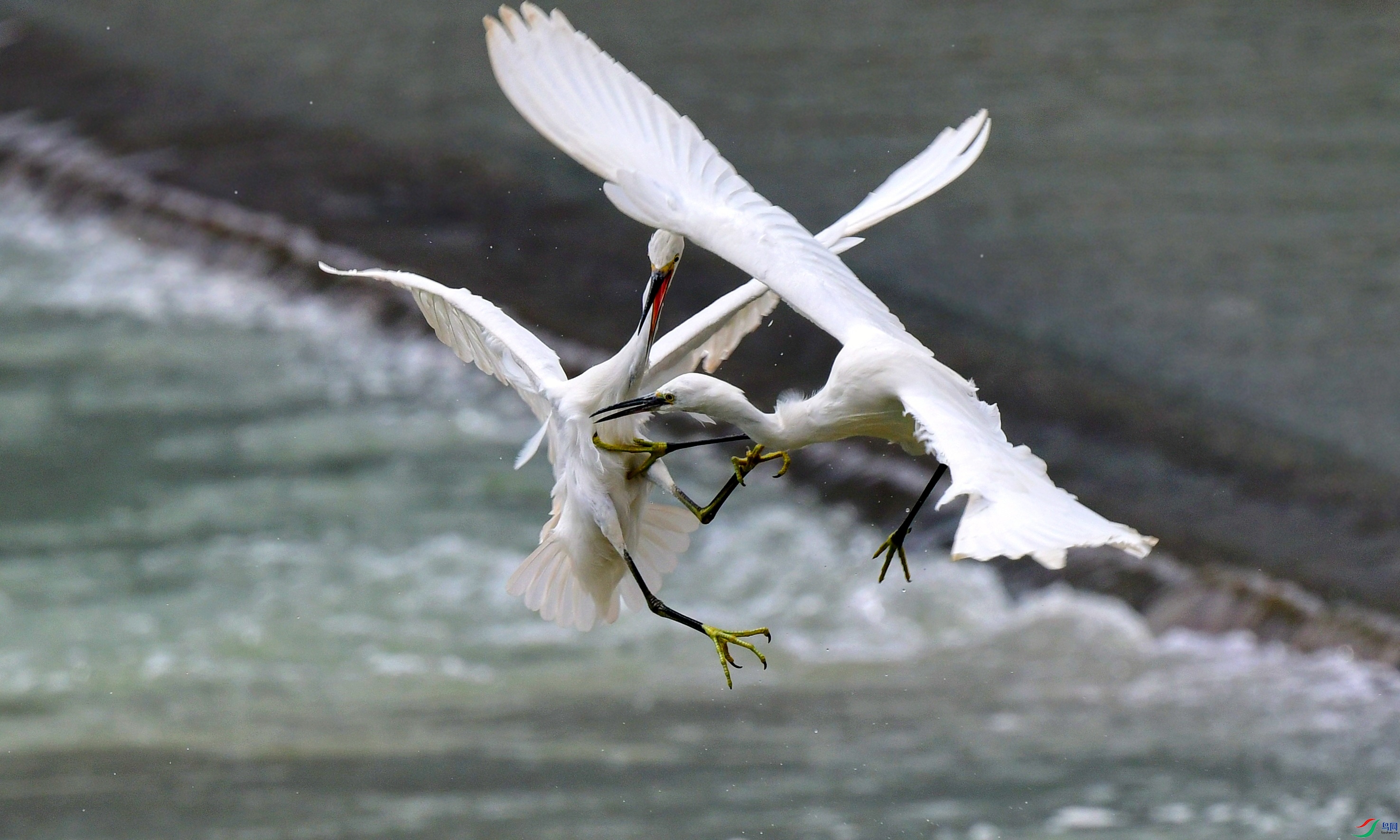 DSC_0457_conew2.jpg