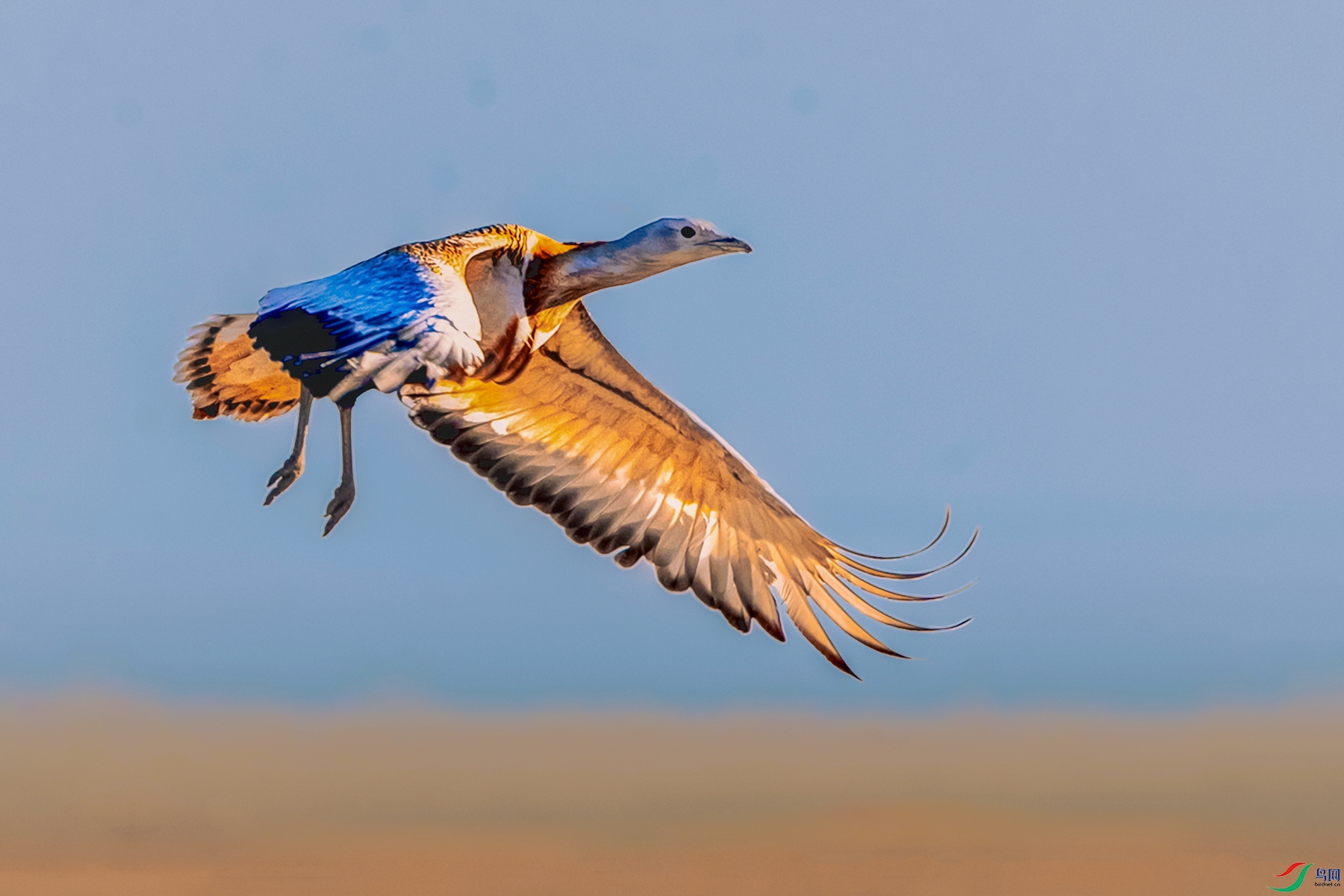 ���----Ϧ����鳲