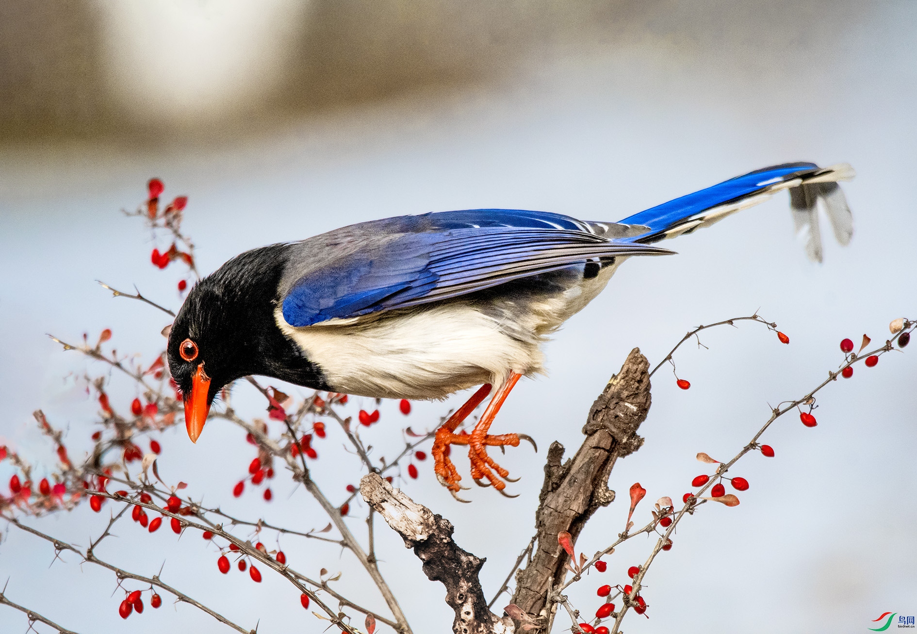 DSC_8485_��ͼ�� ����.jpg