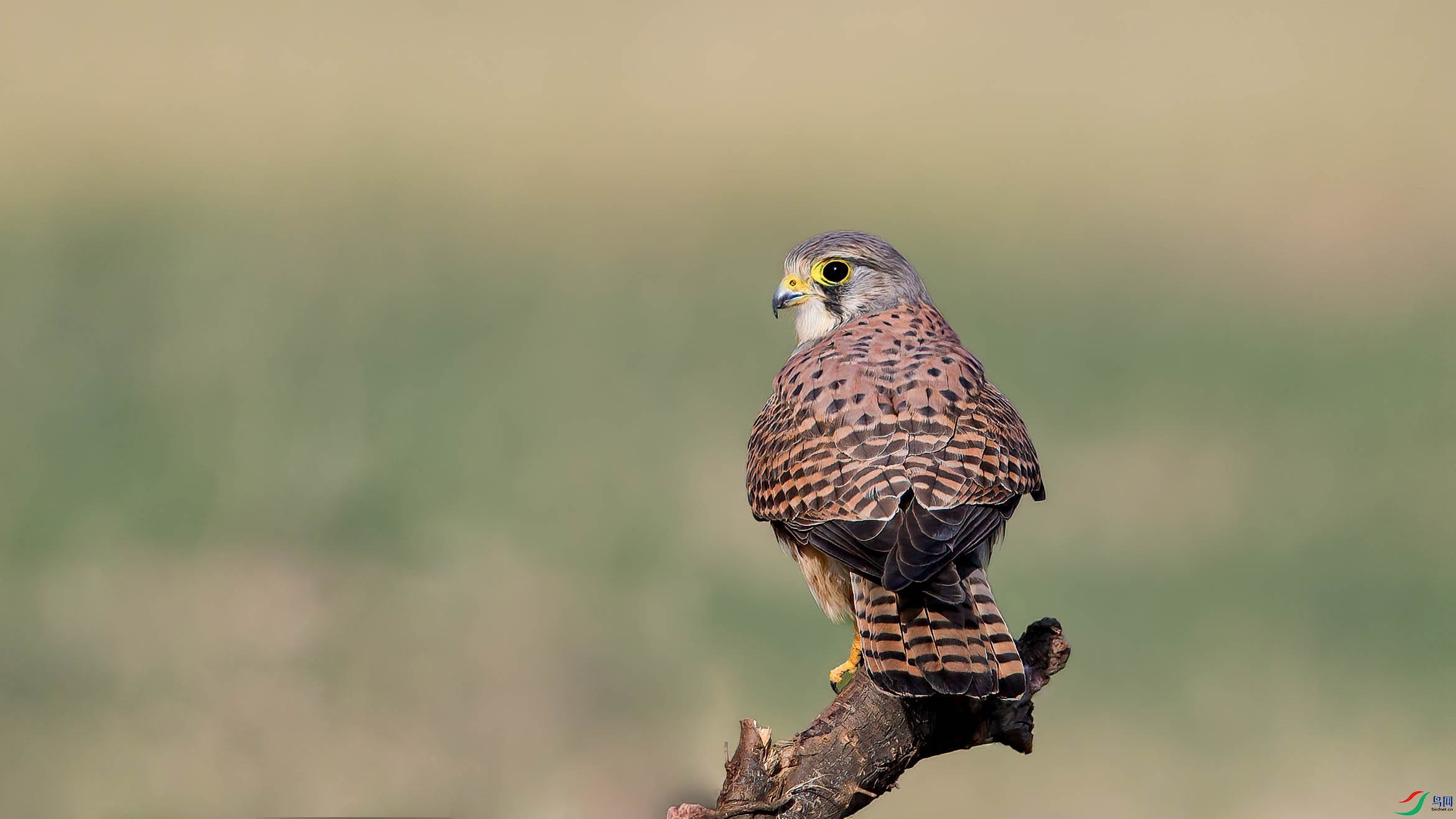AQ4P1868-1.jpg