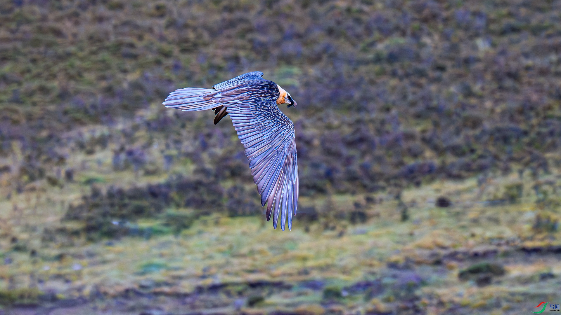 DSC_1736 ����_����.jpg