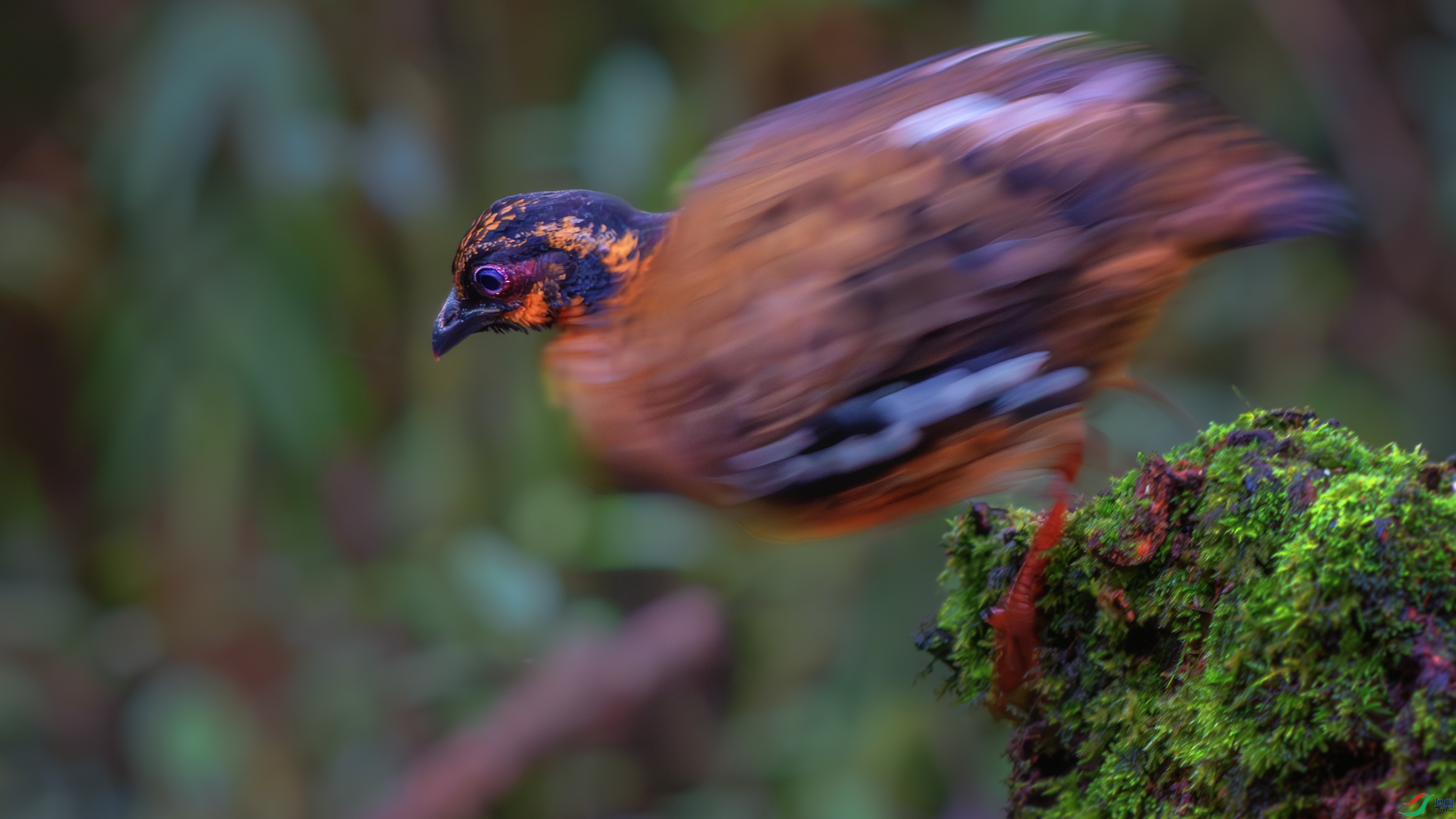 DSC_4439-����ǿ-NR ����1.jpg